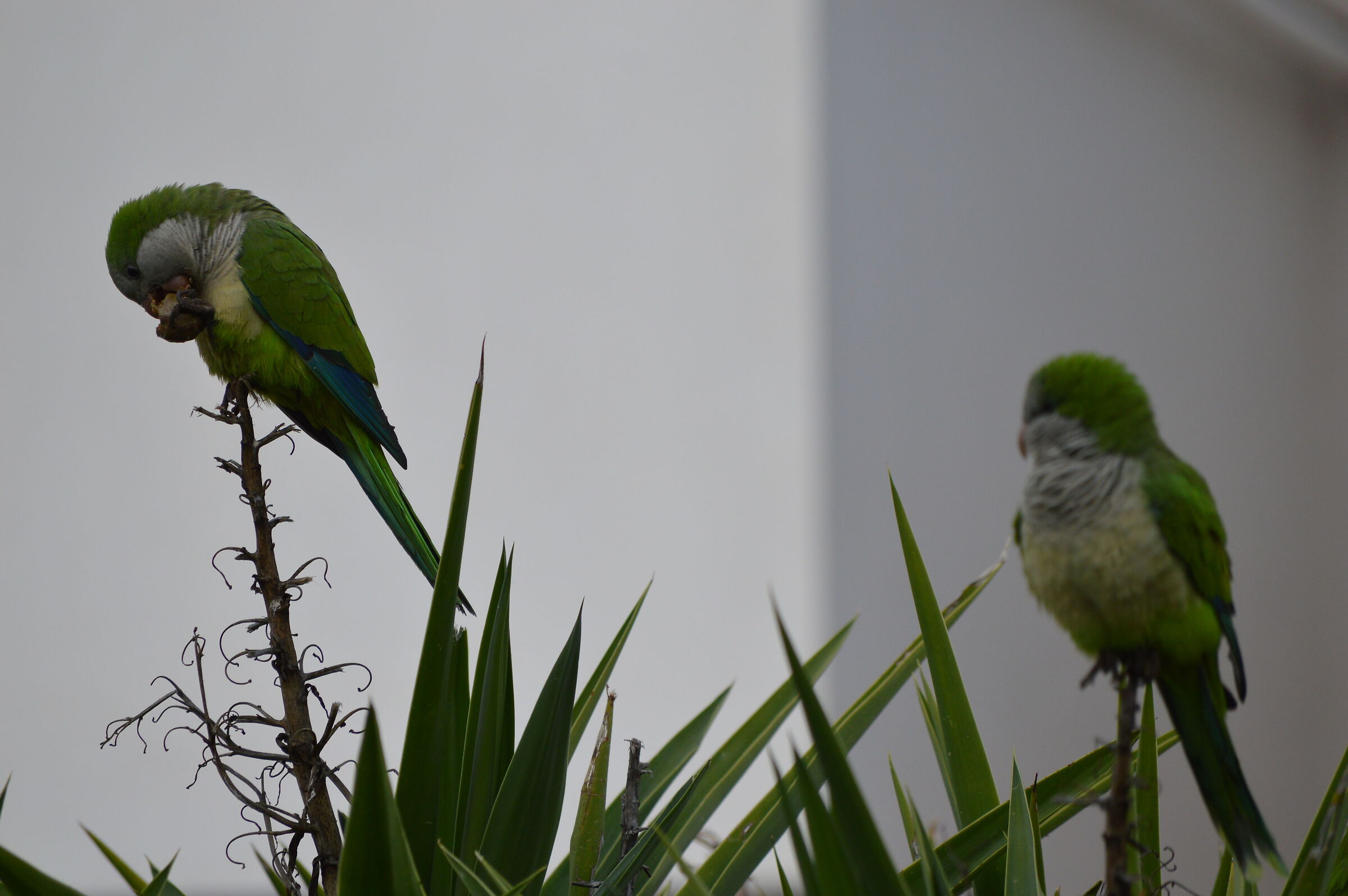 pappavallo DUE (NO FILTER)