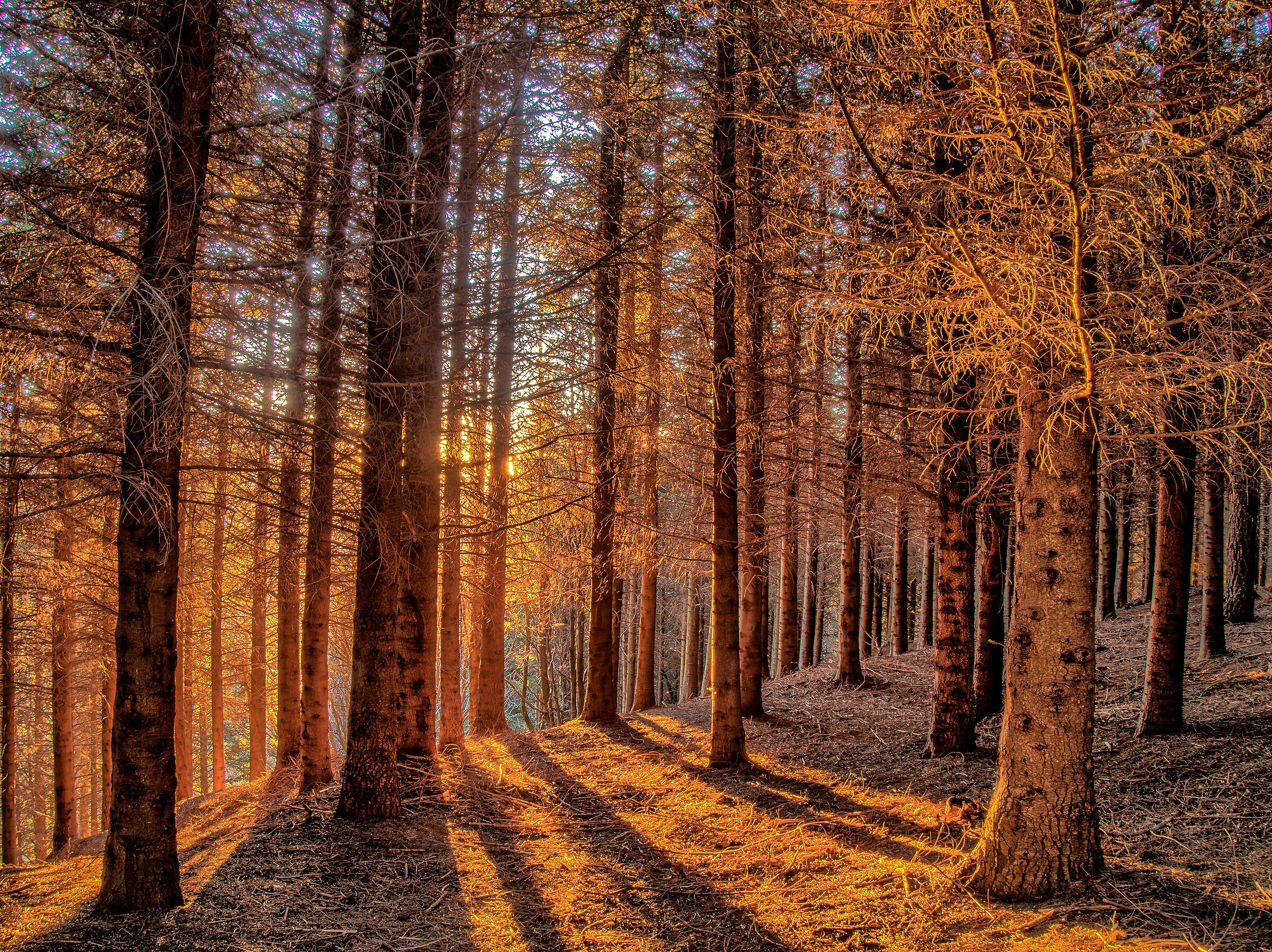 Gold - Pinewood of Pratizzano (RE)
