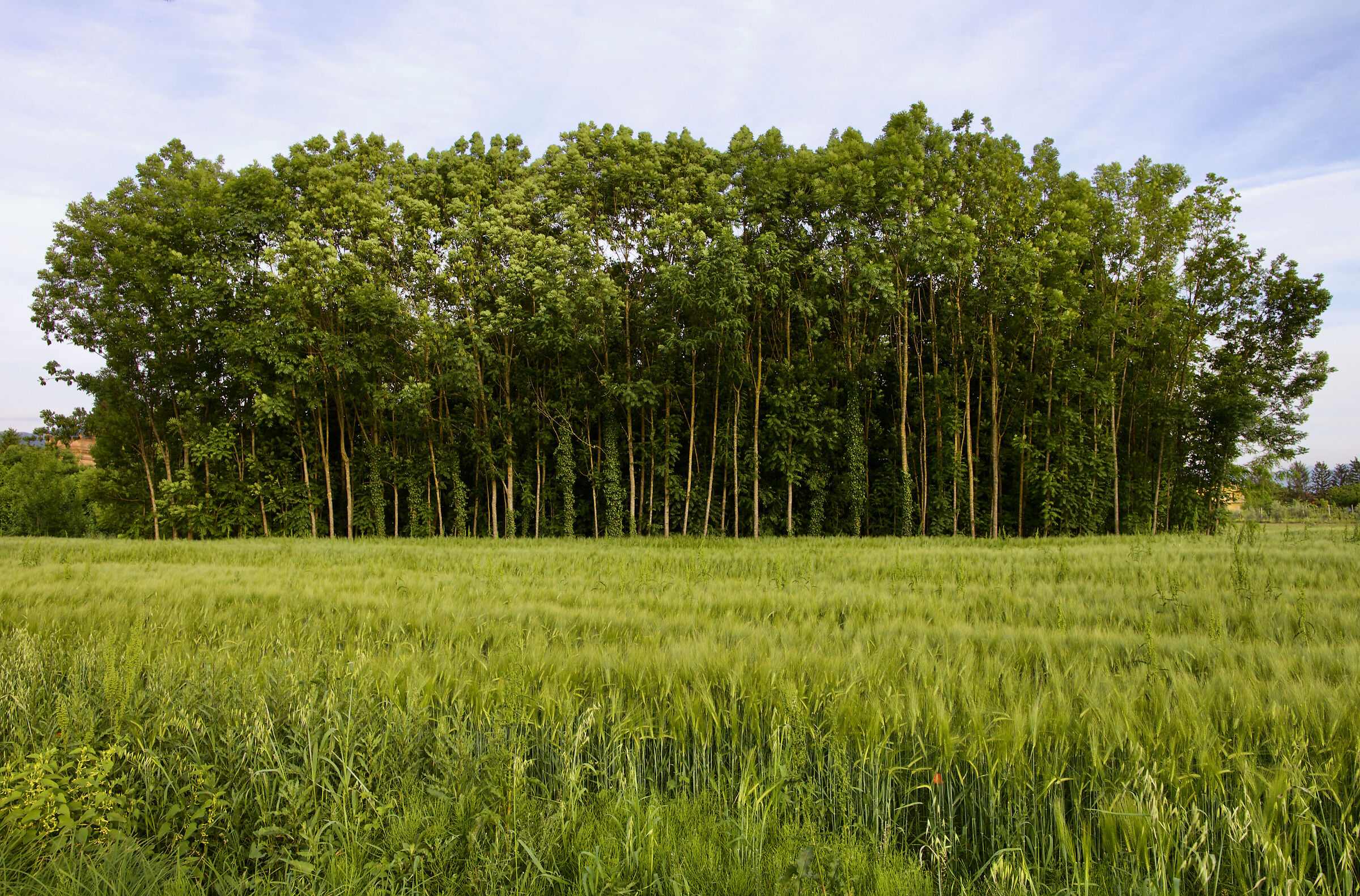 AI (Alberi intelligenti)