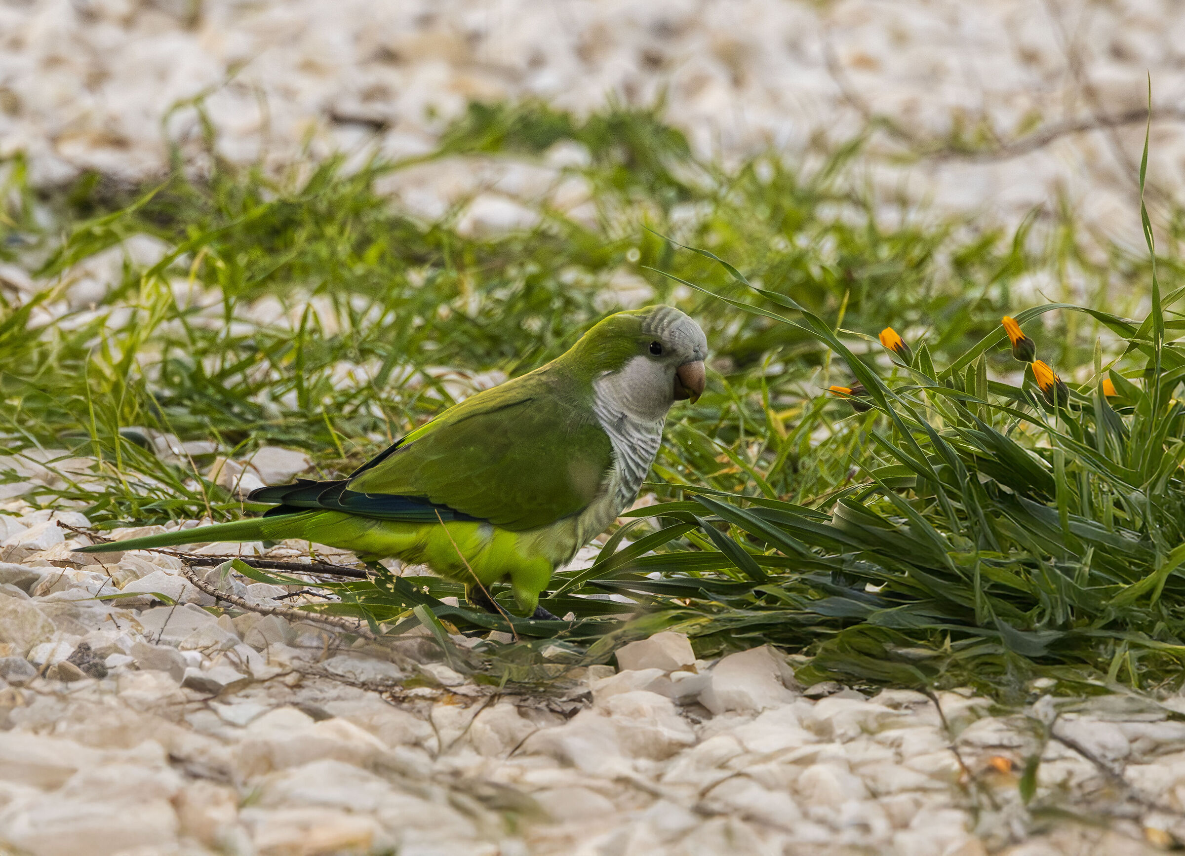 a monk parakeet