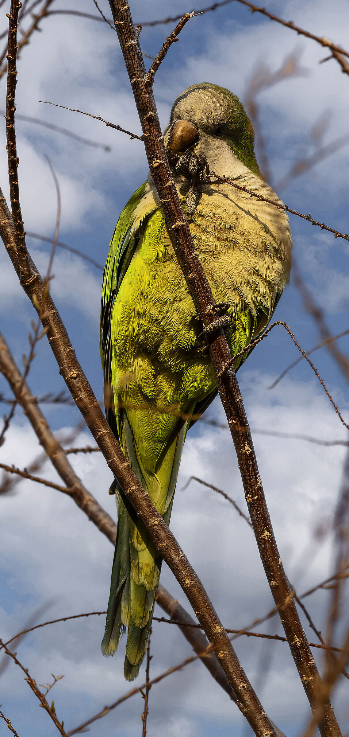 a parakeet on a tree