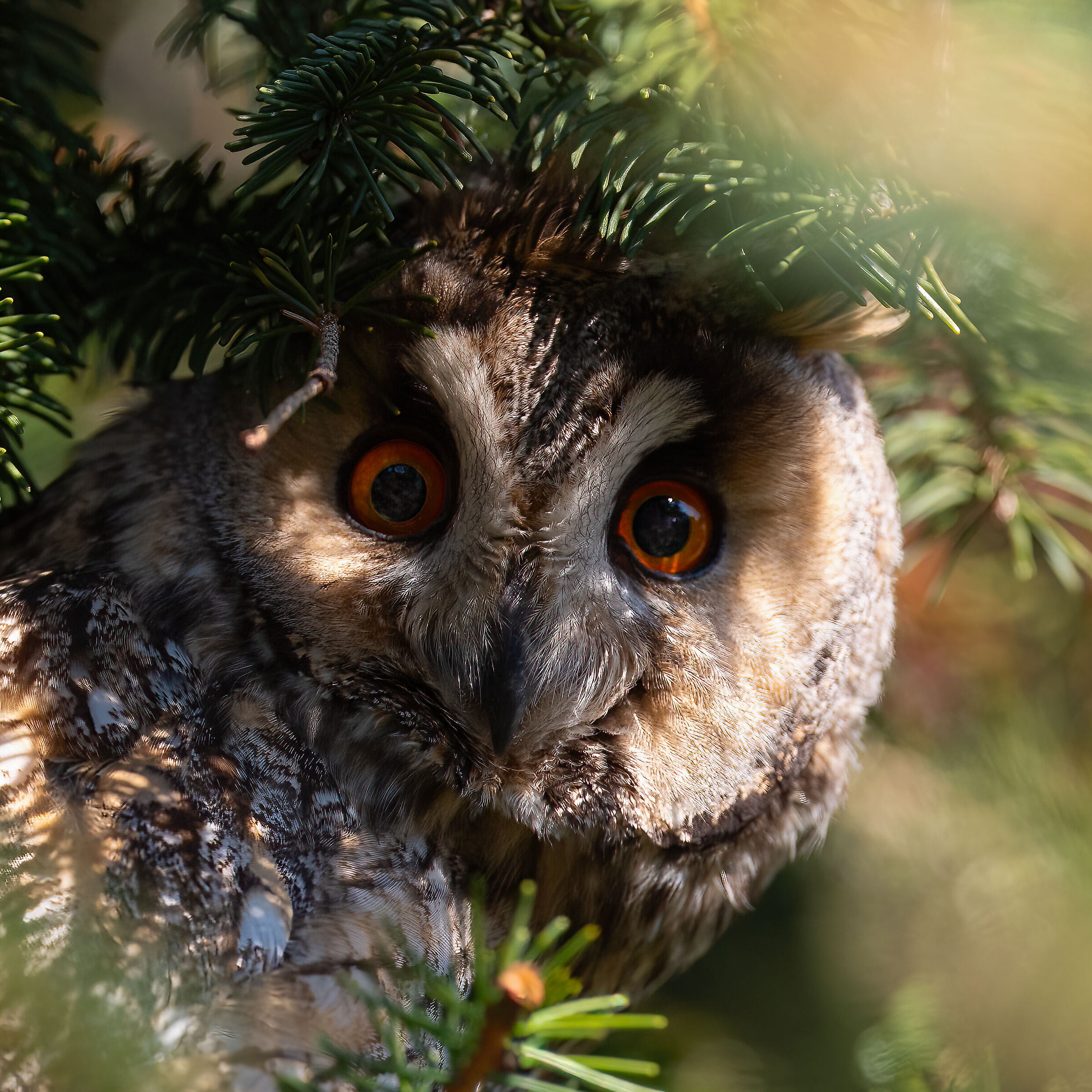 Owl ( Asio otus )