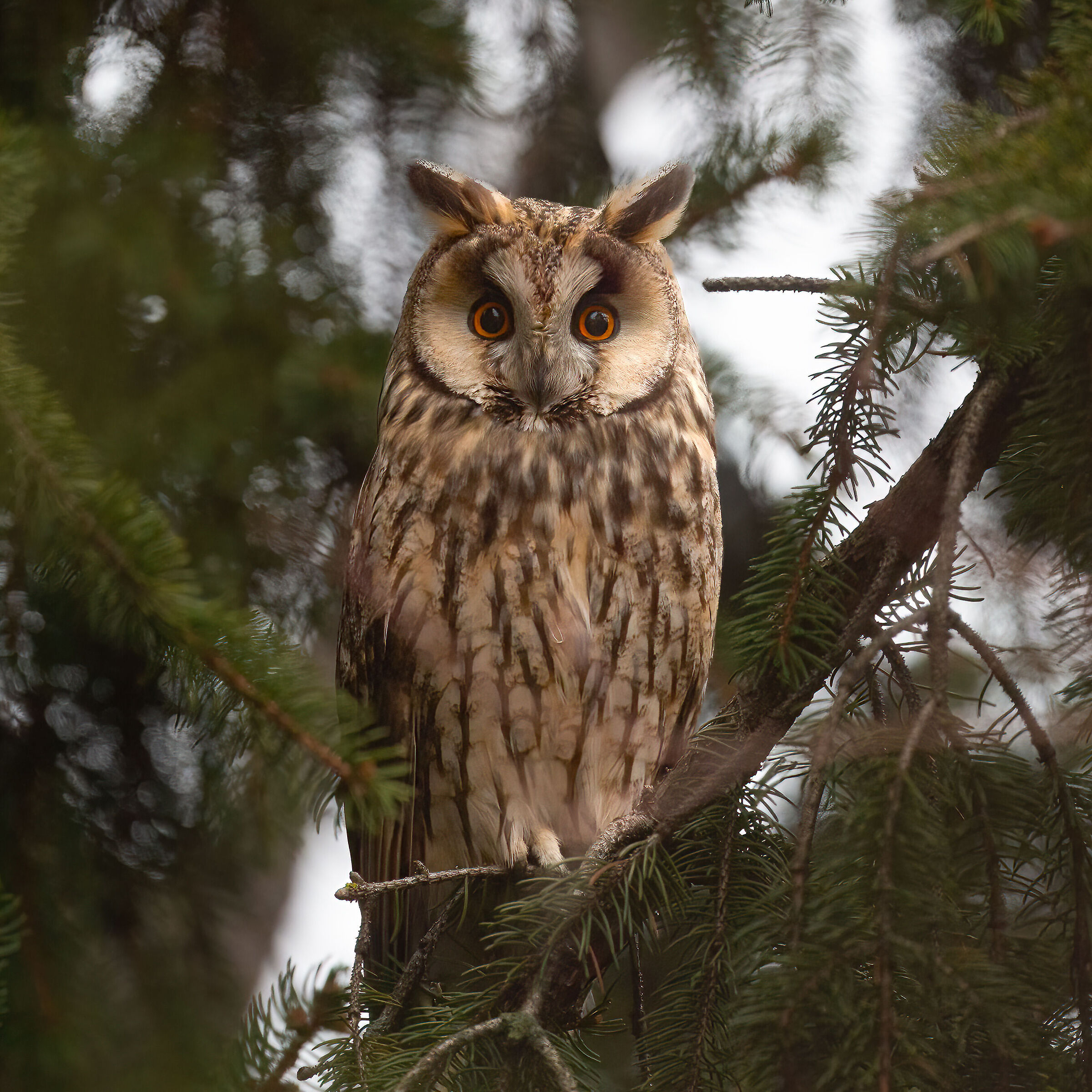 Owl ( Asio otus )