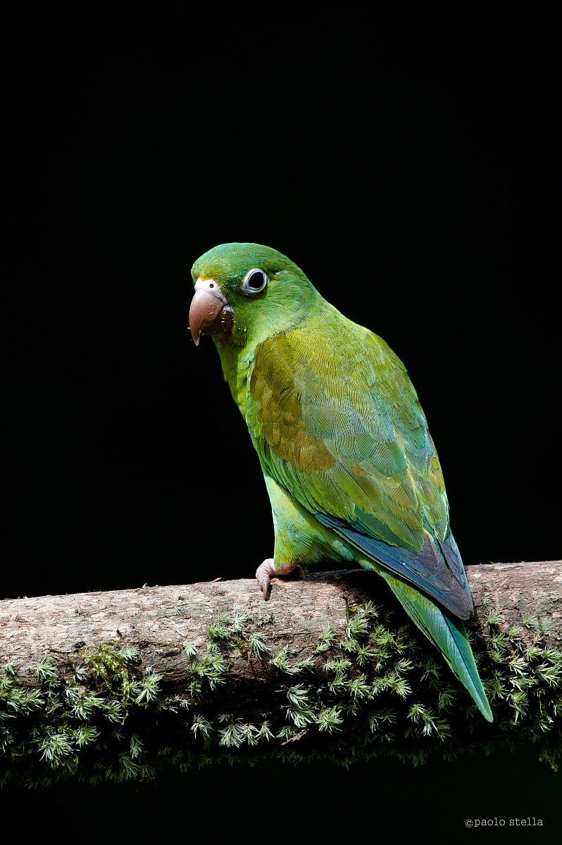 Orange-chinned Parakeet