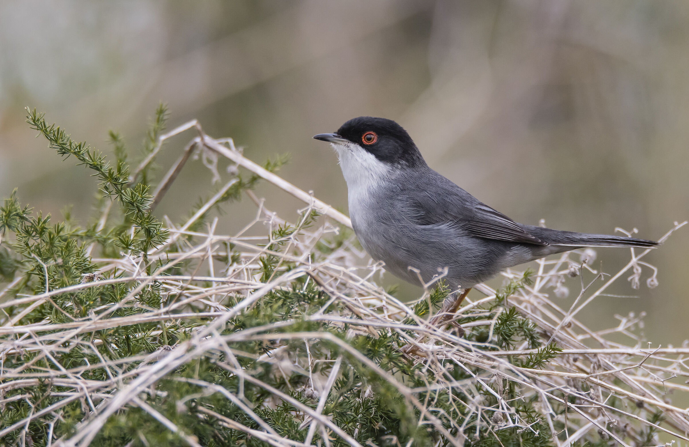 Male Warbler