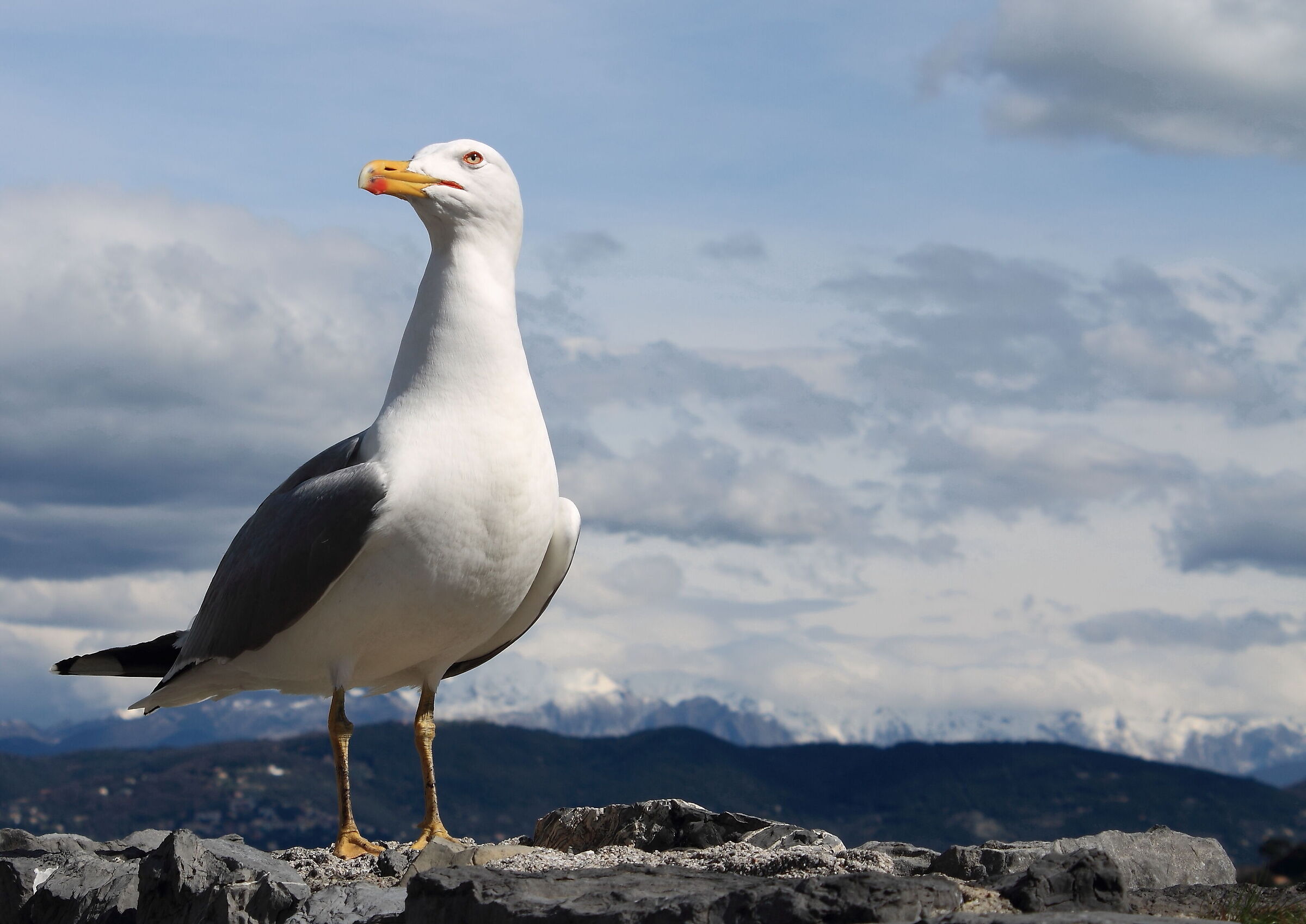 The seagull of Portovenere