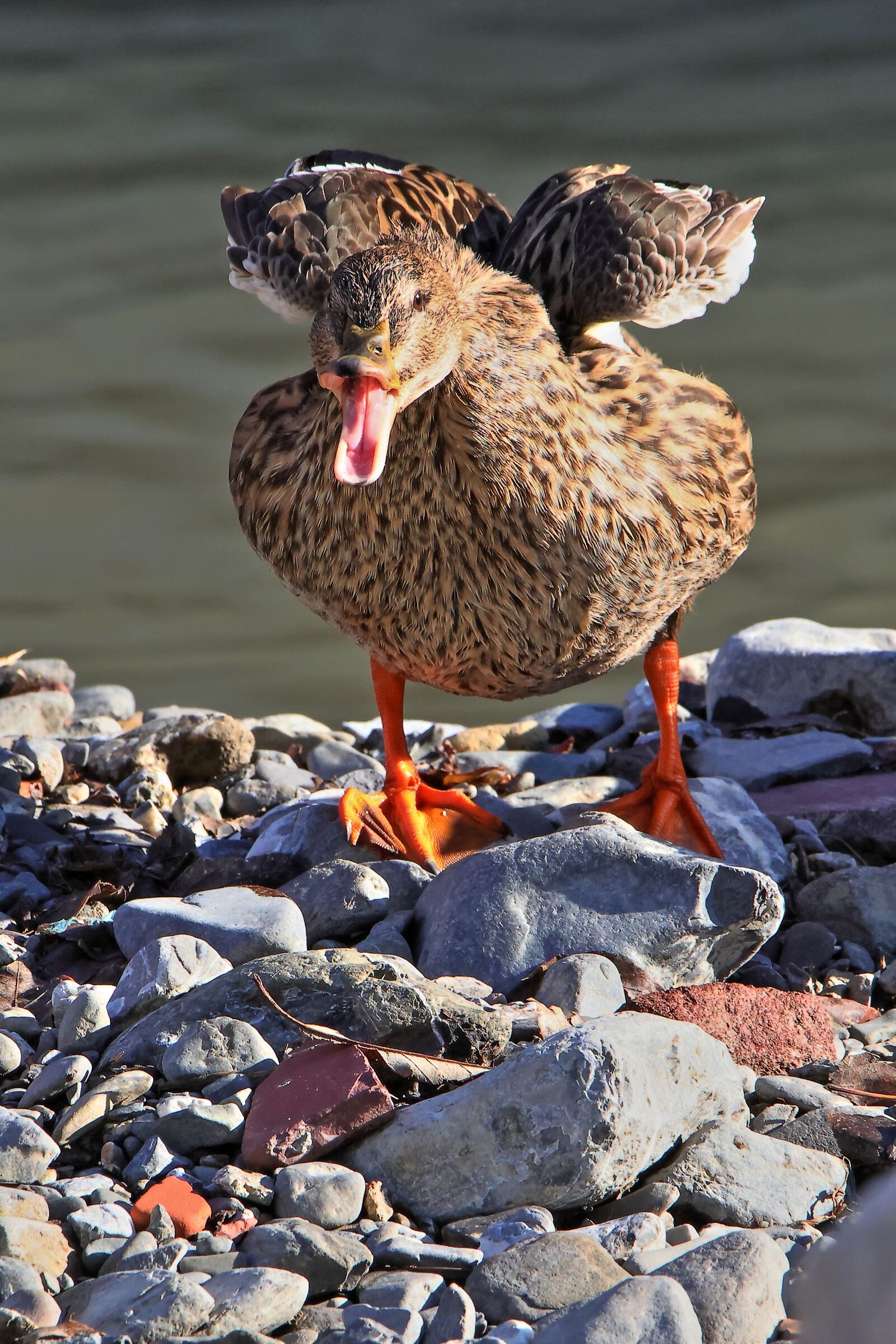 BLA....BLA......Bla......bla