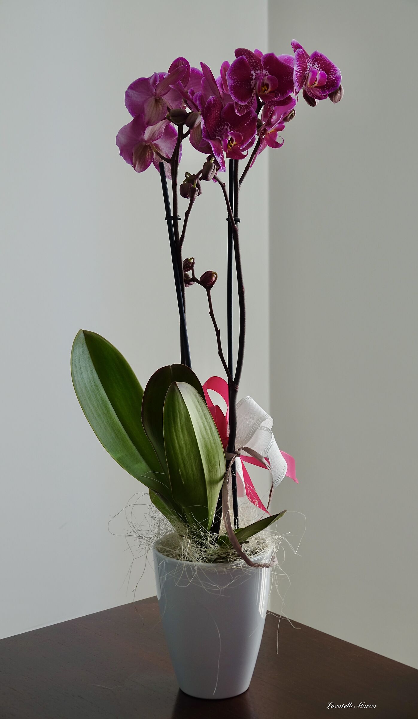 Orchid