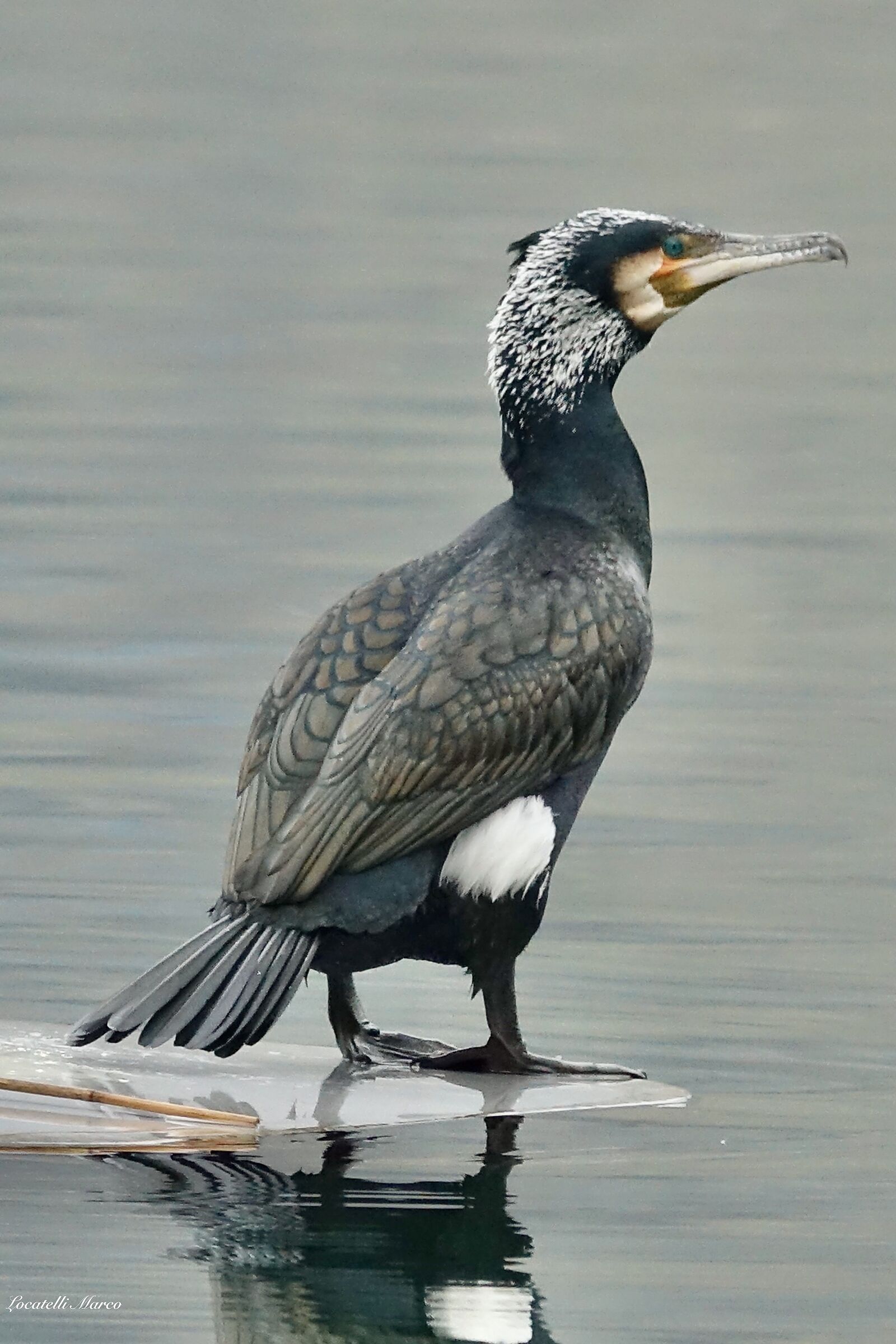 Cormorant