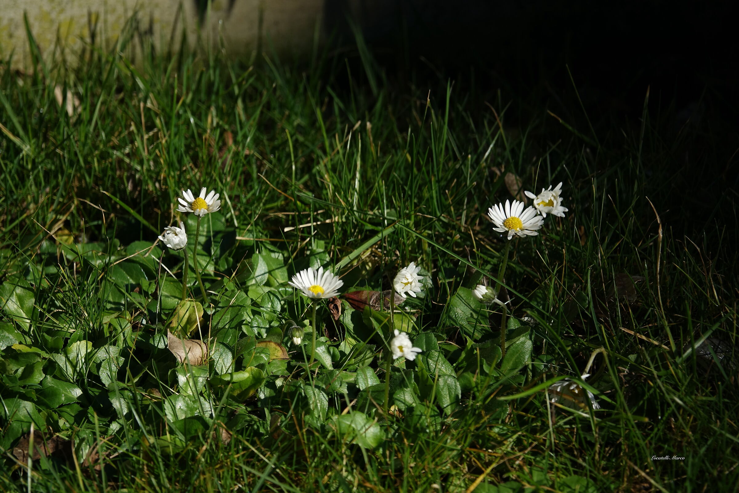 Meadows