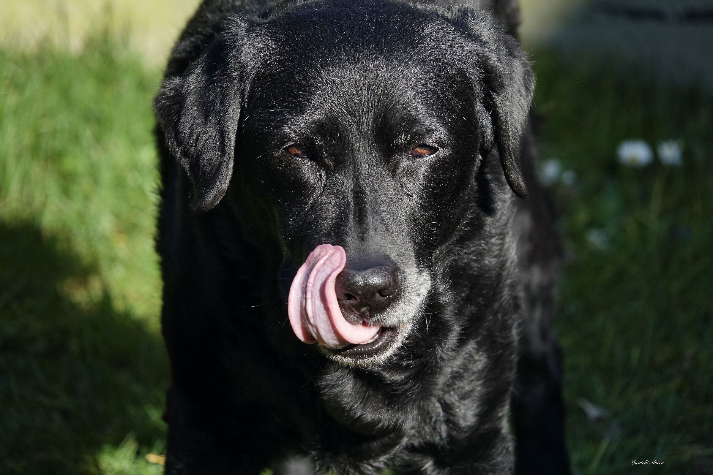 Long tongue