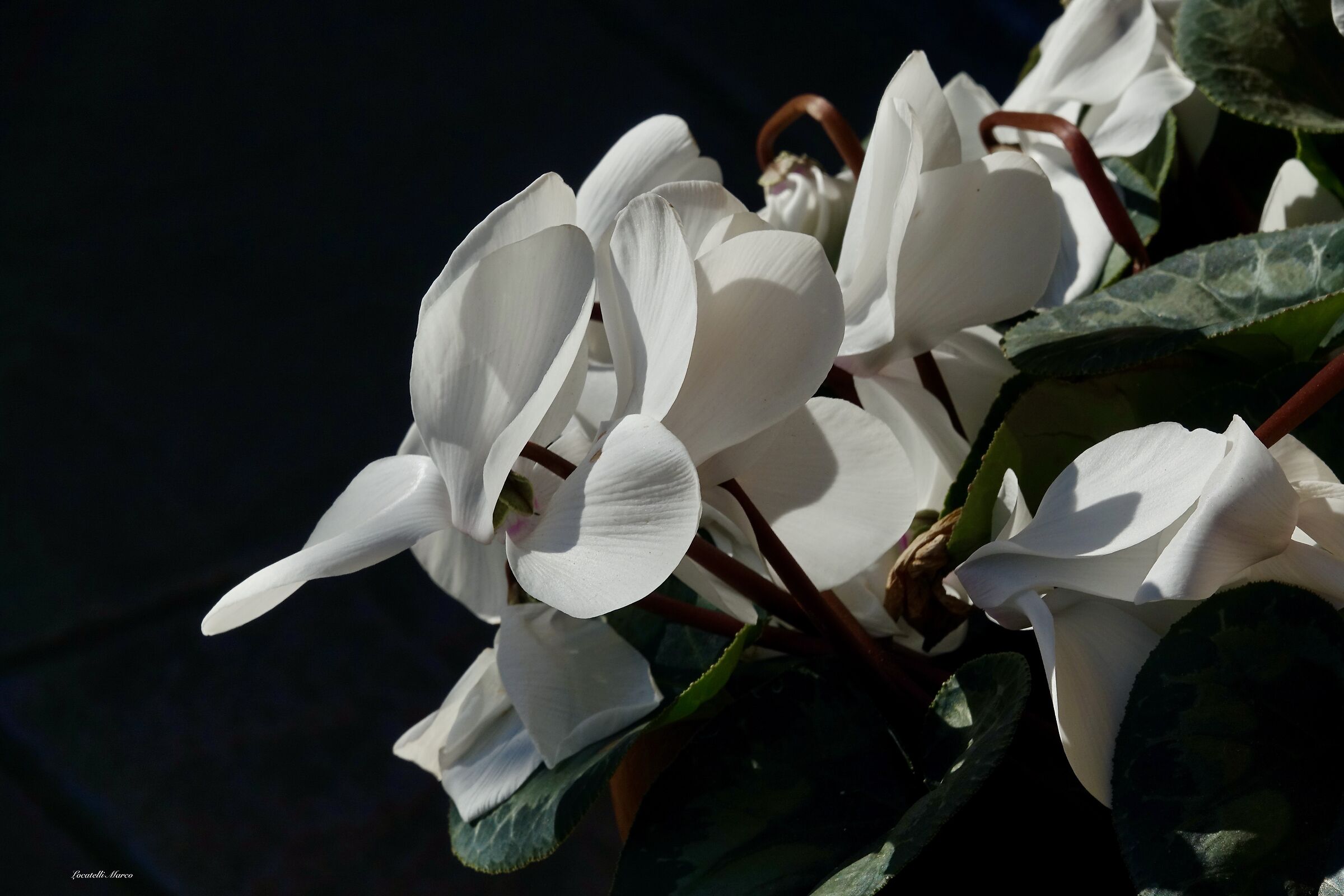 Cyclamen