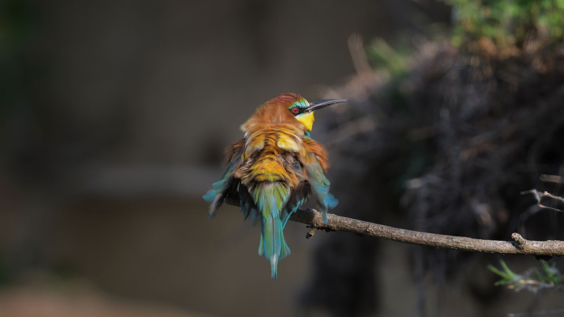 The disheveled bee-eater