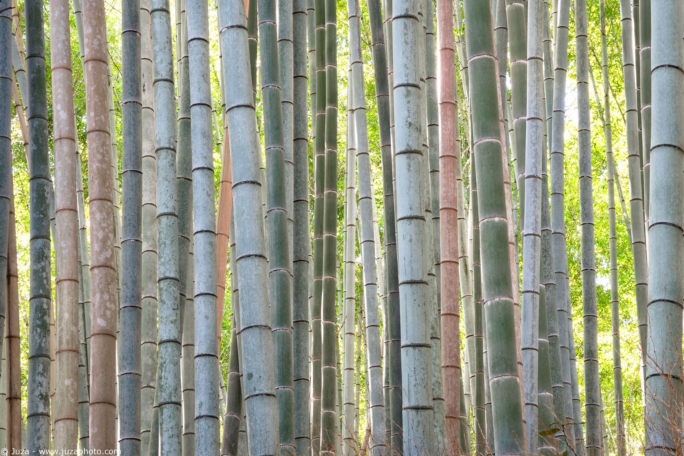 The Arashiyama Bamboo Forest