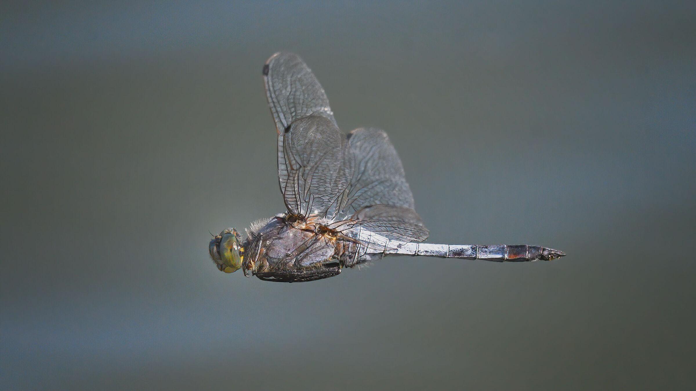 Dragonfly in flight