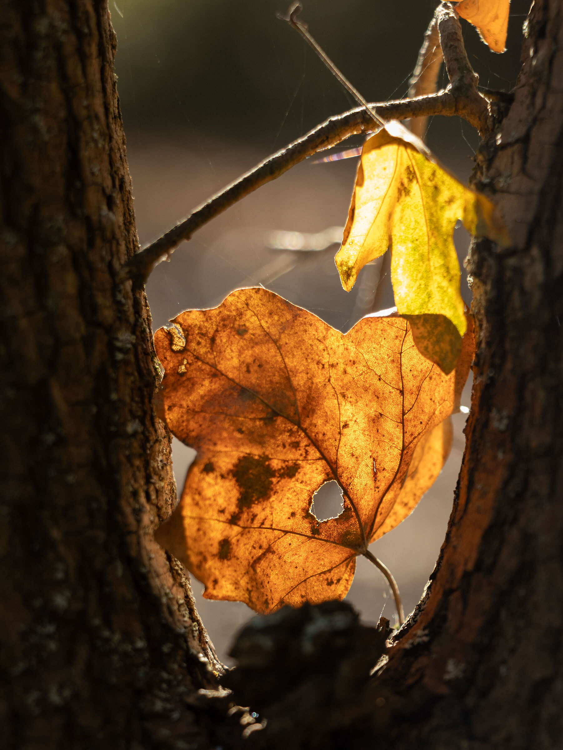 Foglia autunnale
