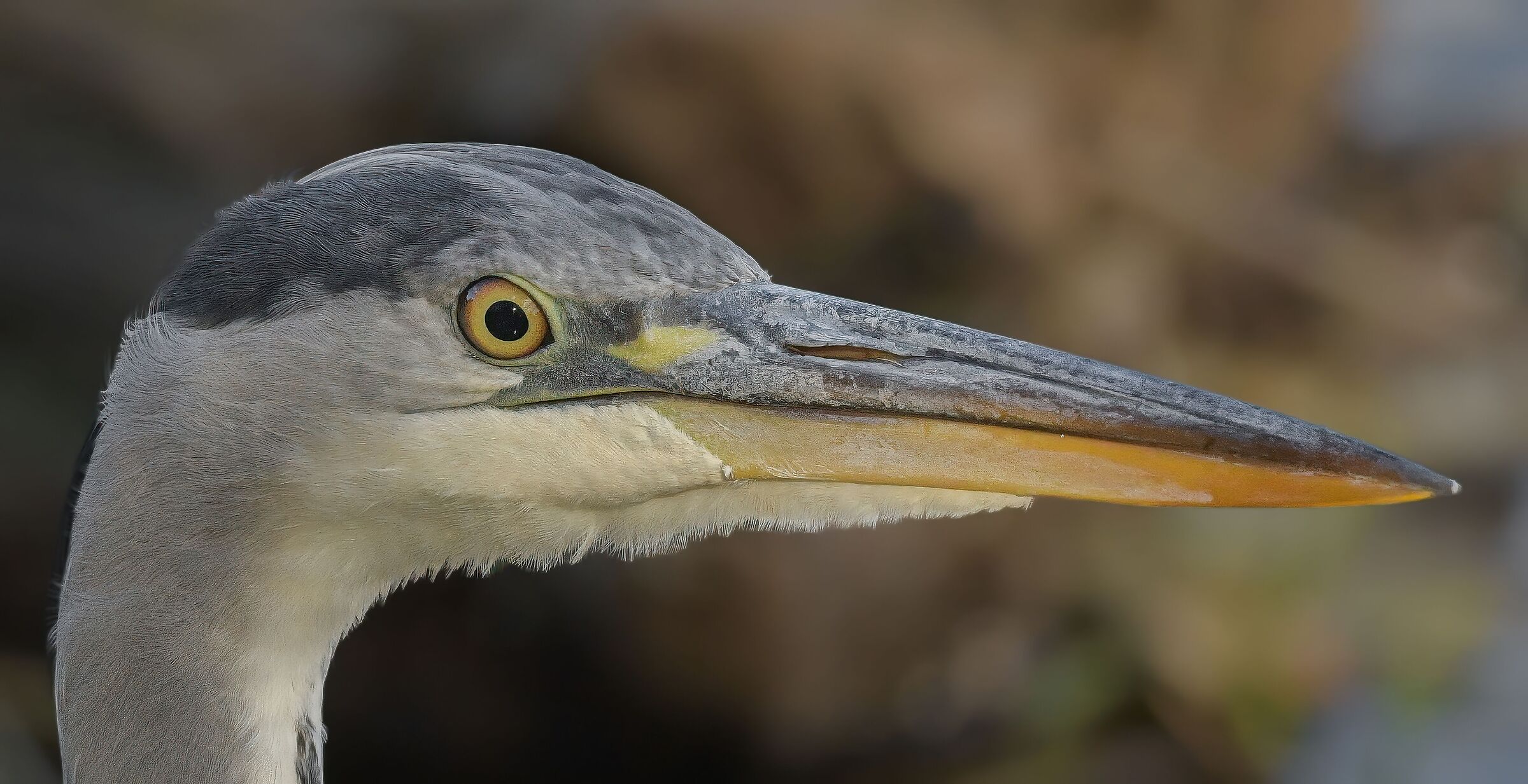 Close-up of the grey heron