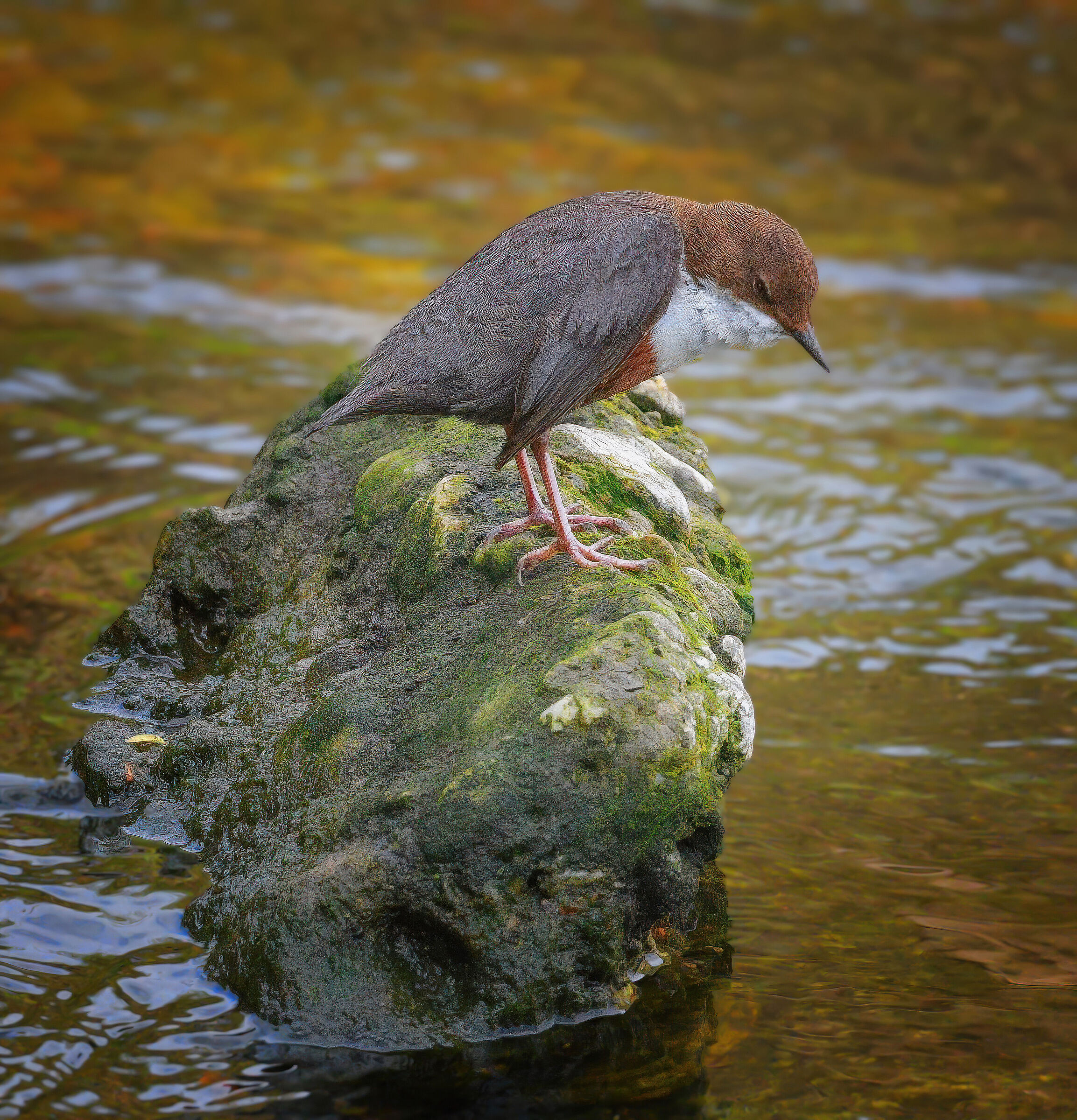 White-throated dipper