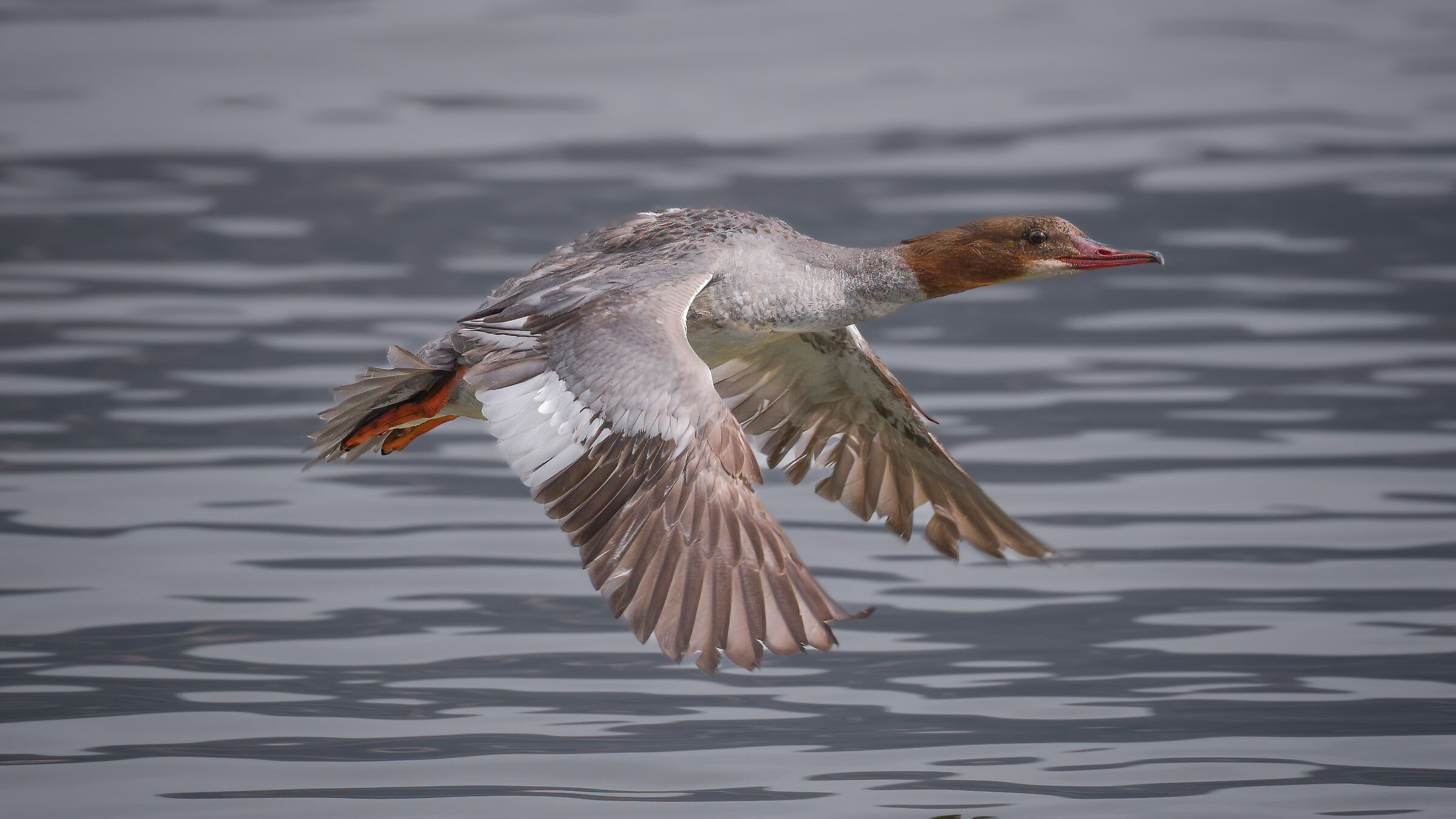 Merganser in flight