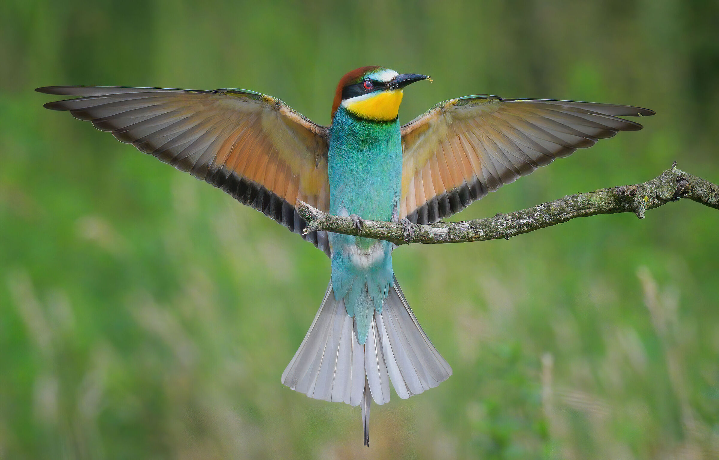 Bee-eater
