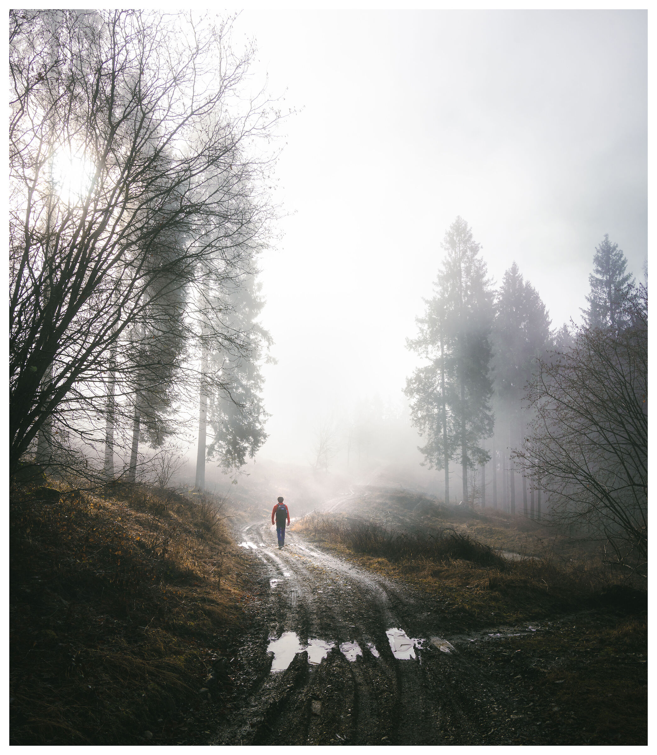 Meet Me in the Woods