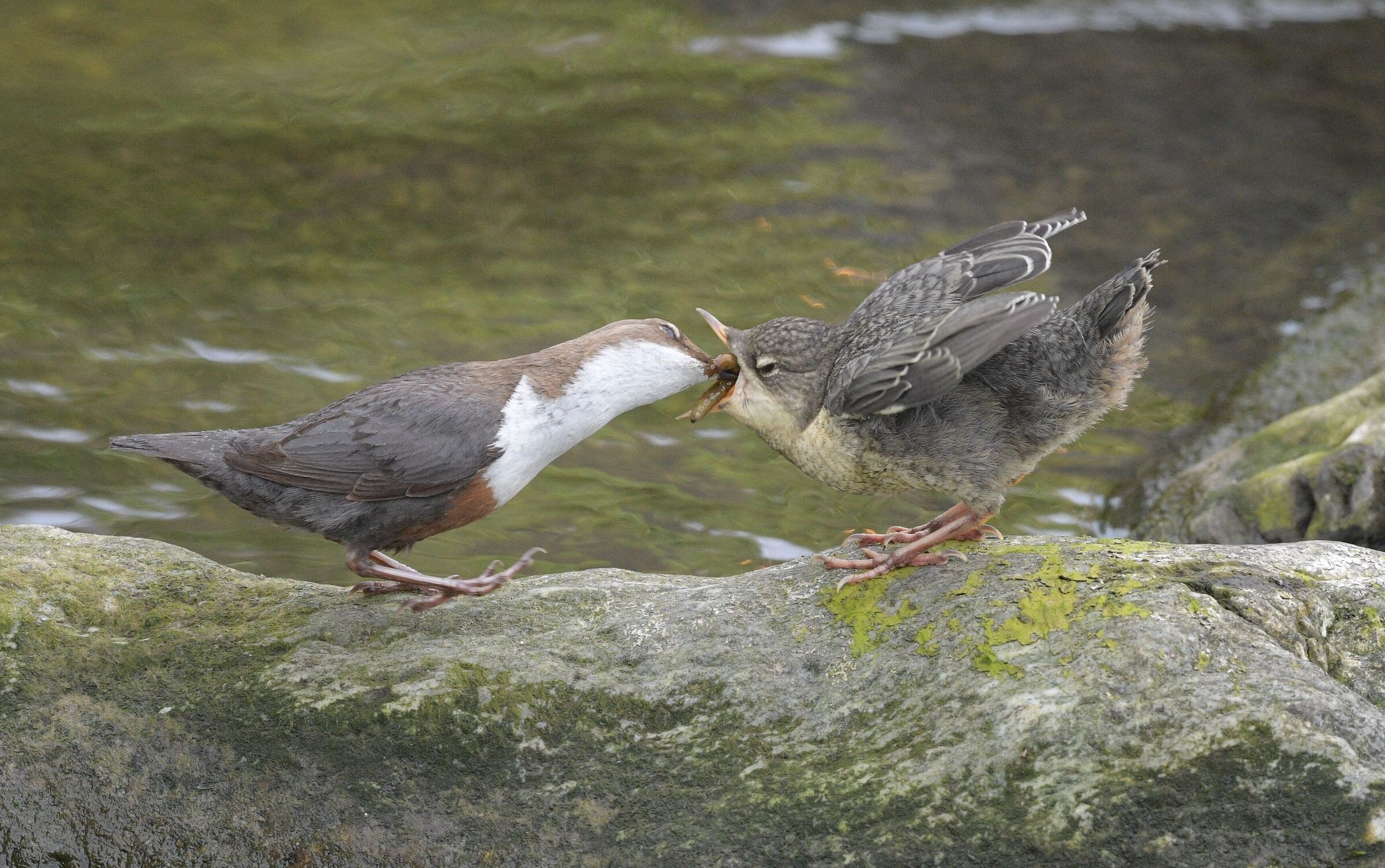 The lunch of the dipper chick