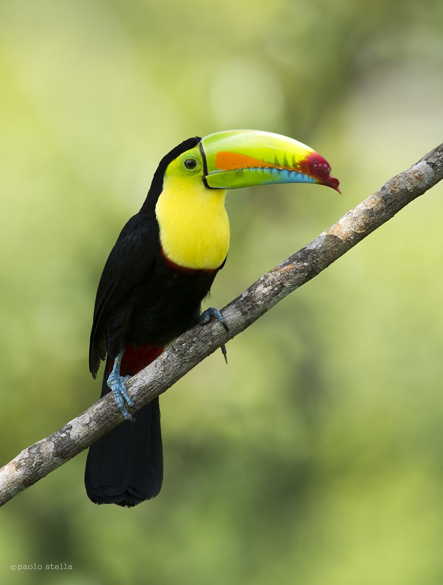 Keel-billed Toucan