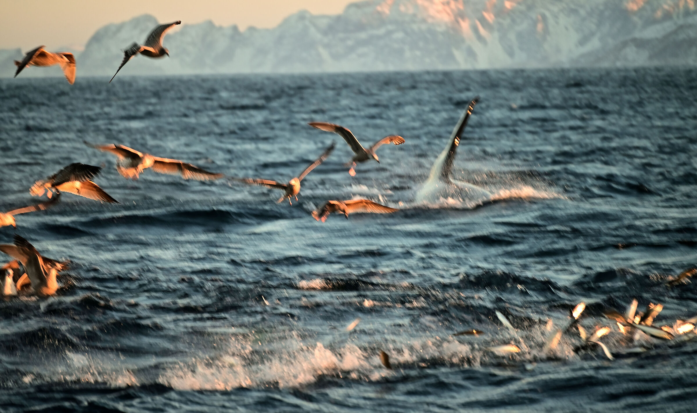Skjervoy, fish are flying