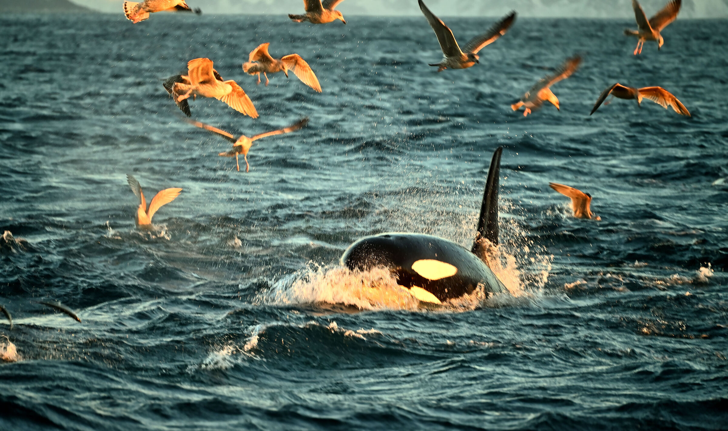 Skjervoy, breakfast of seagulls and orcas