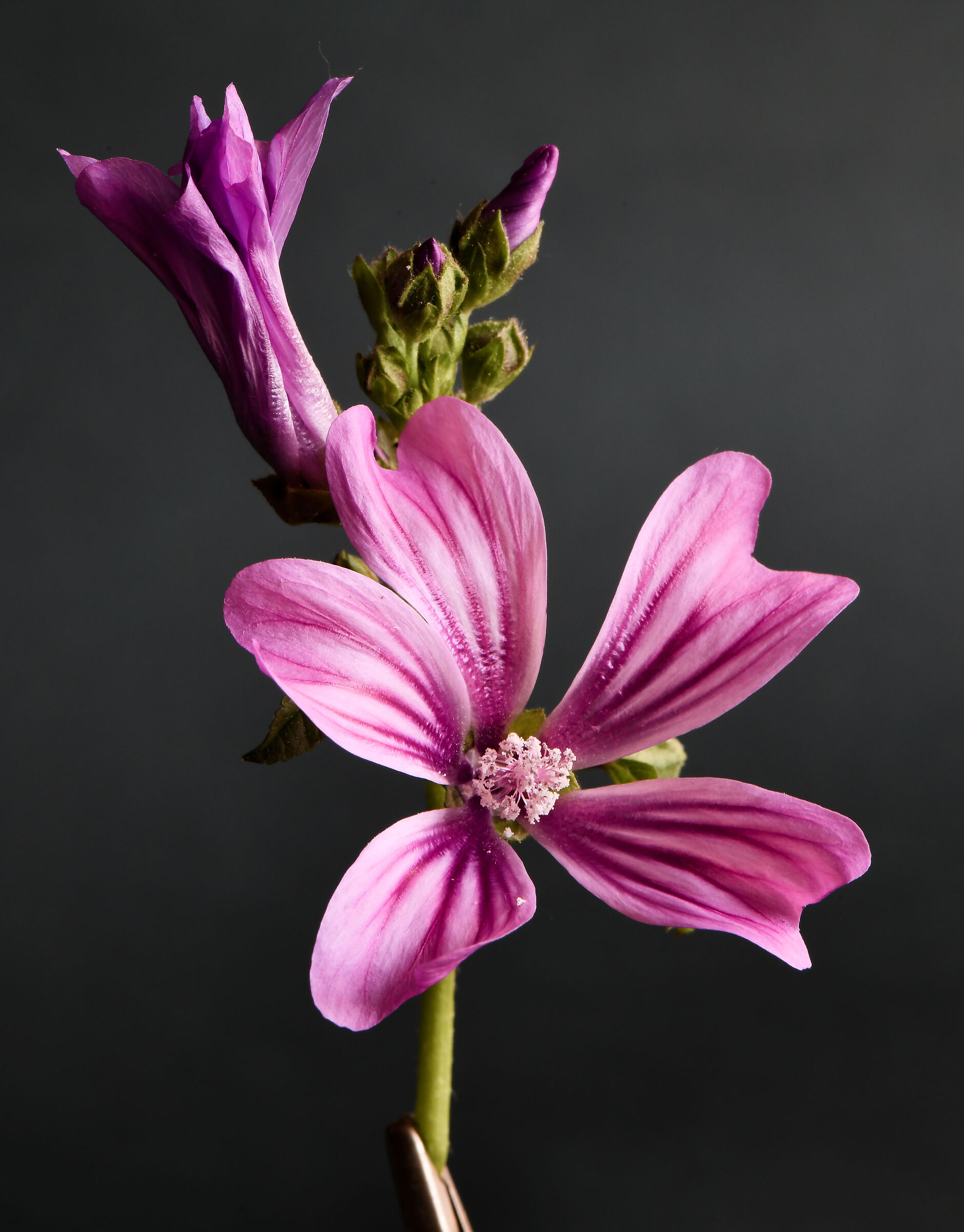 Mallow flower