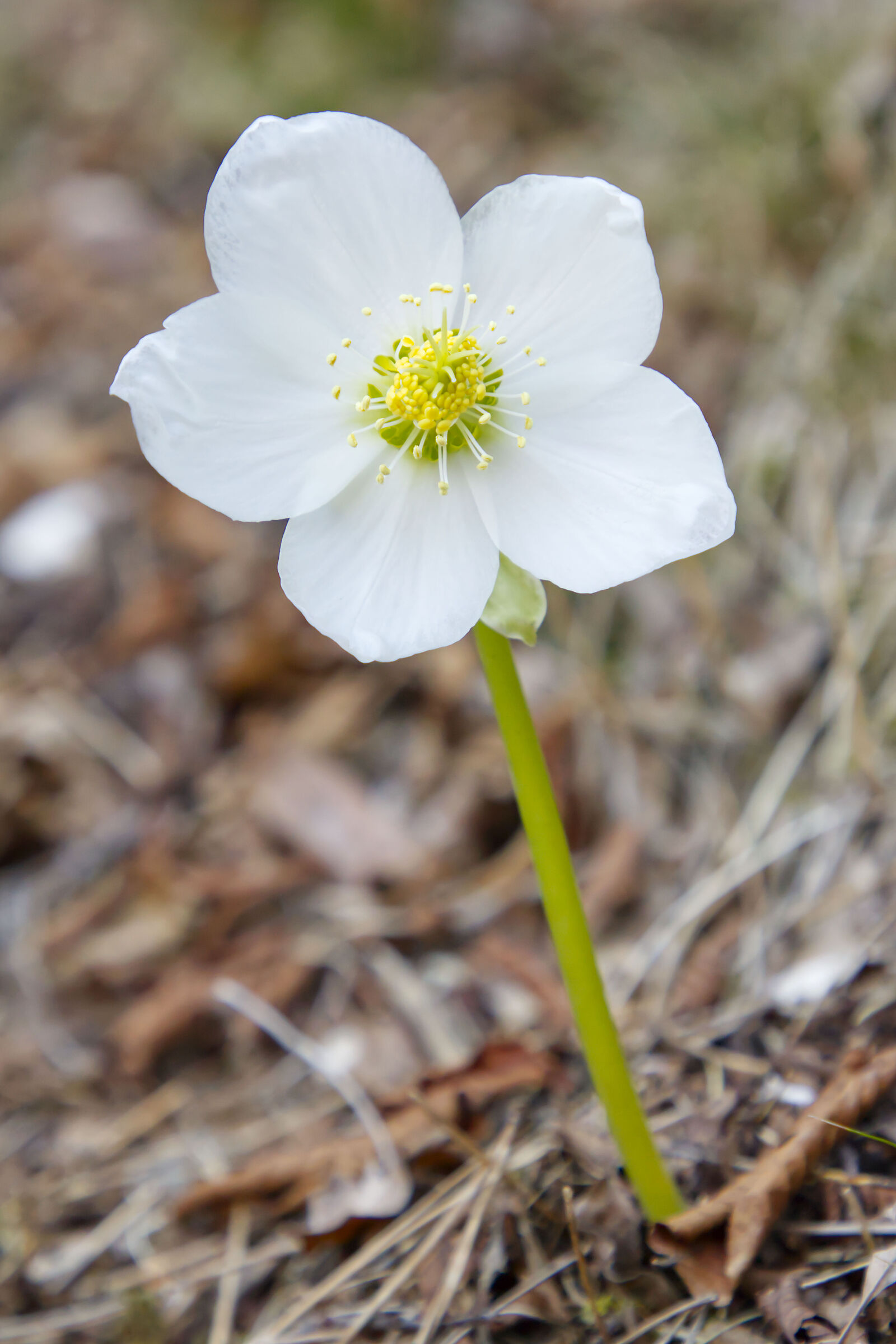 Helleborus niger