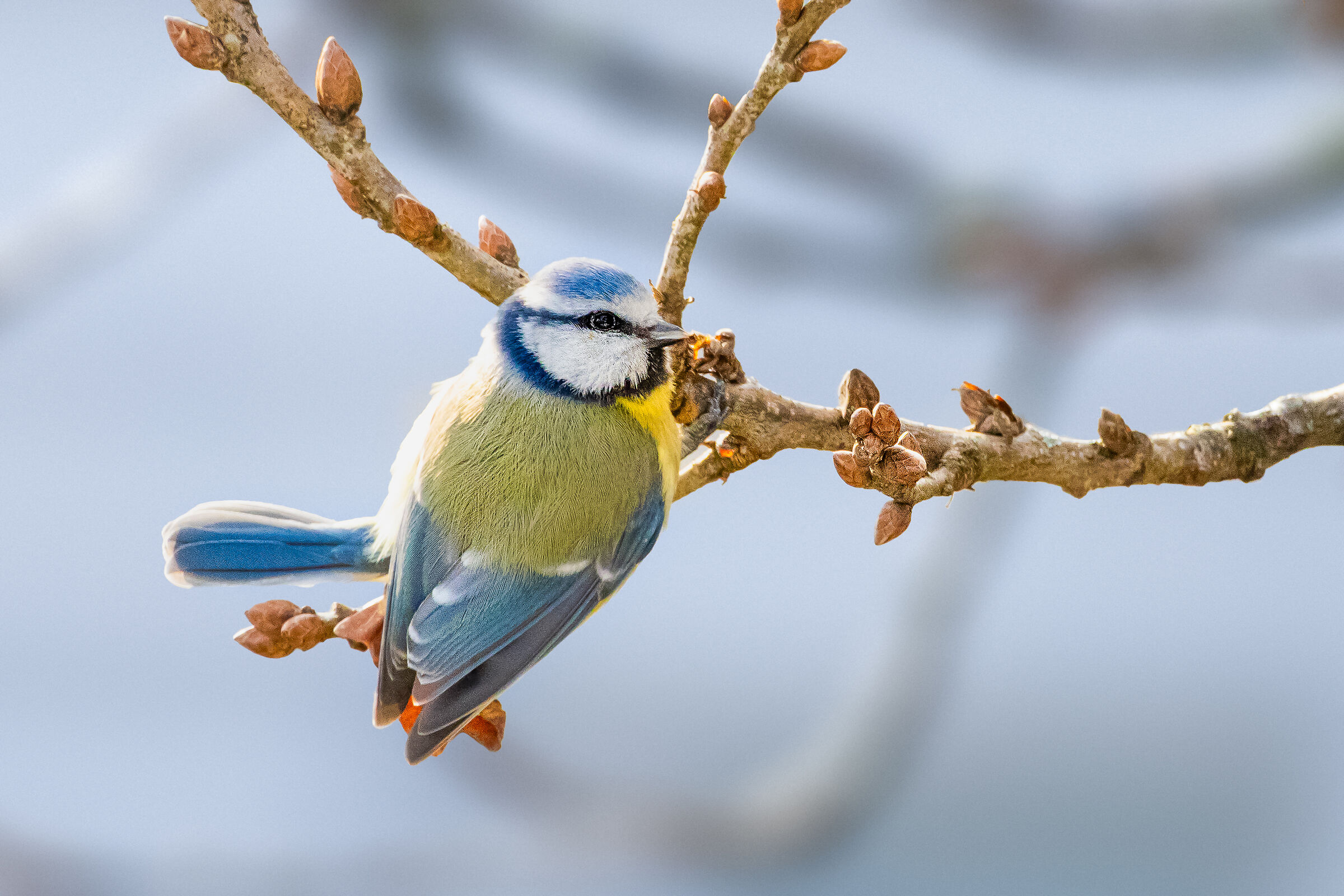 Blue (Parus Caeruleus)