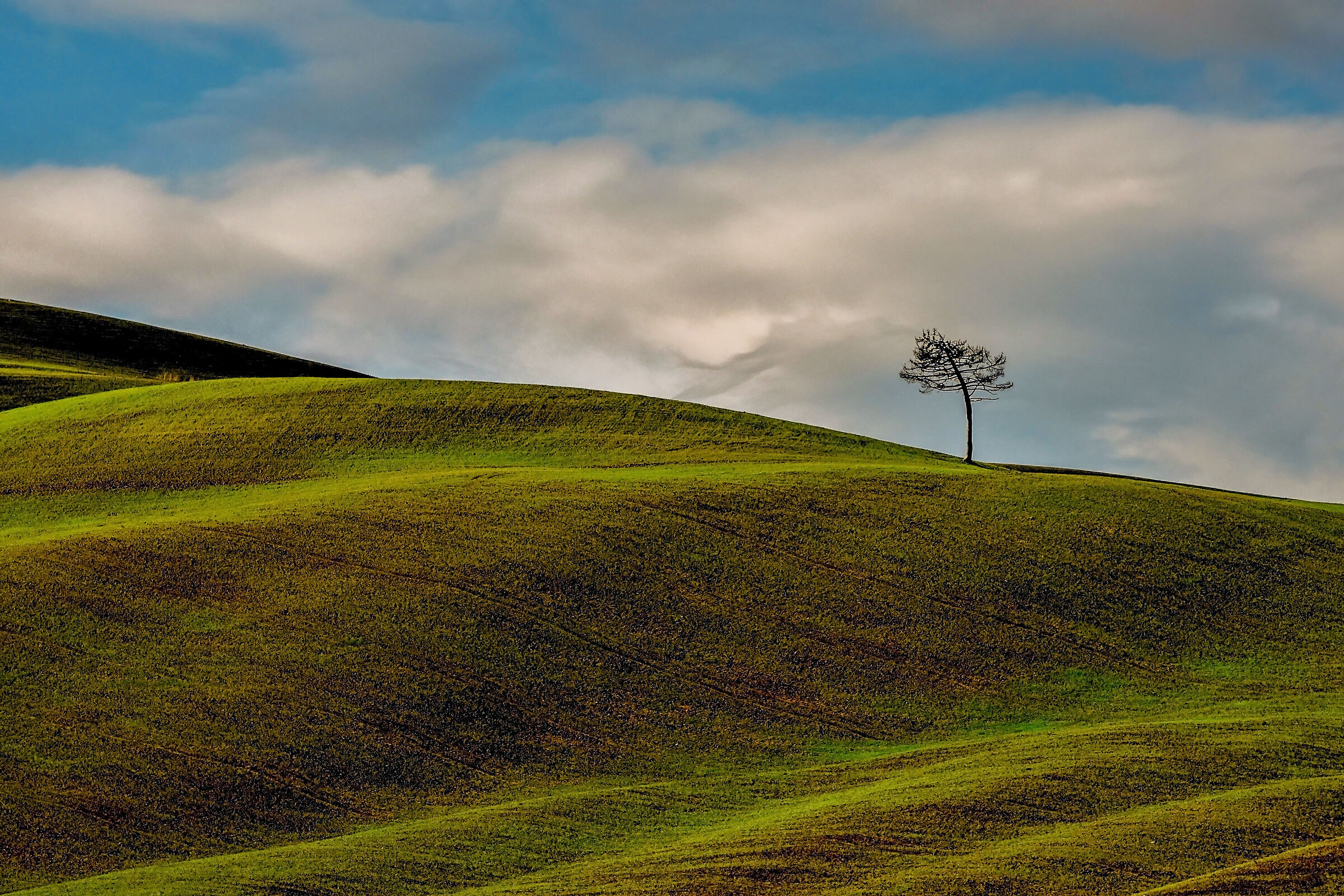 bent by the wind...