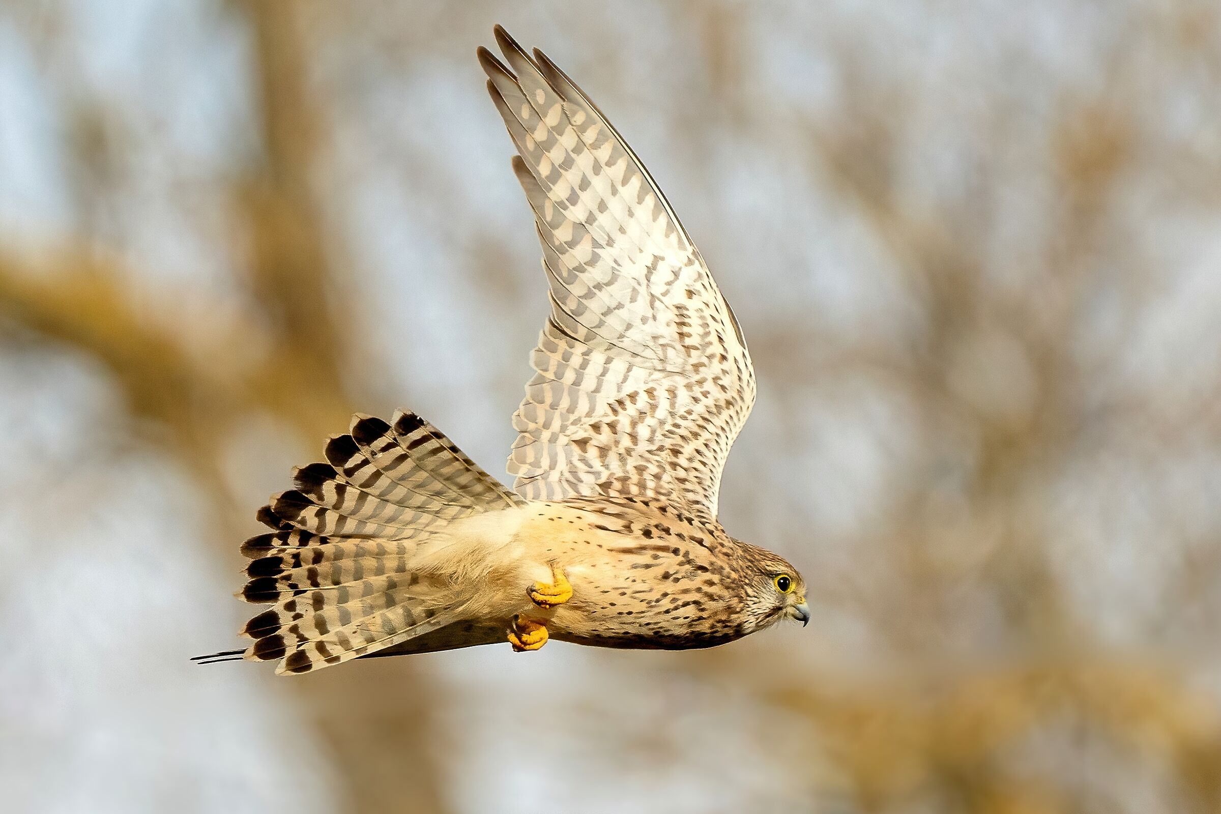 Gheppio (Falco tinnunculus)
