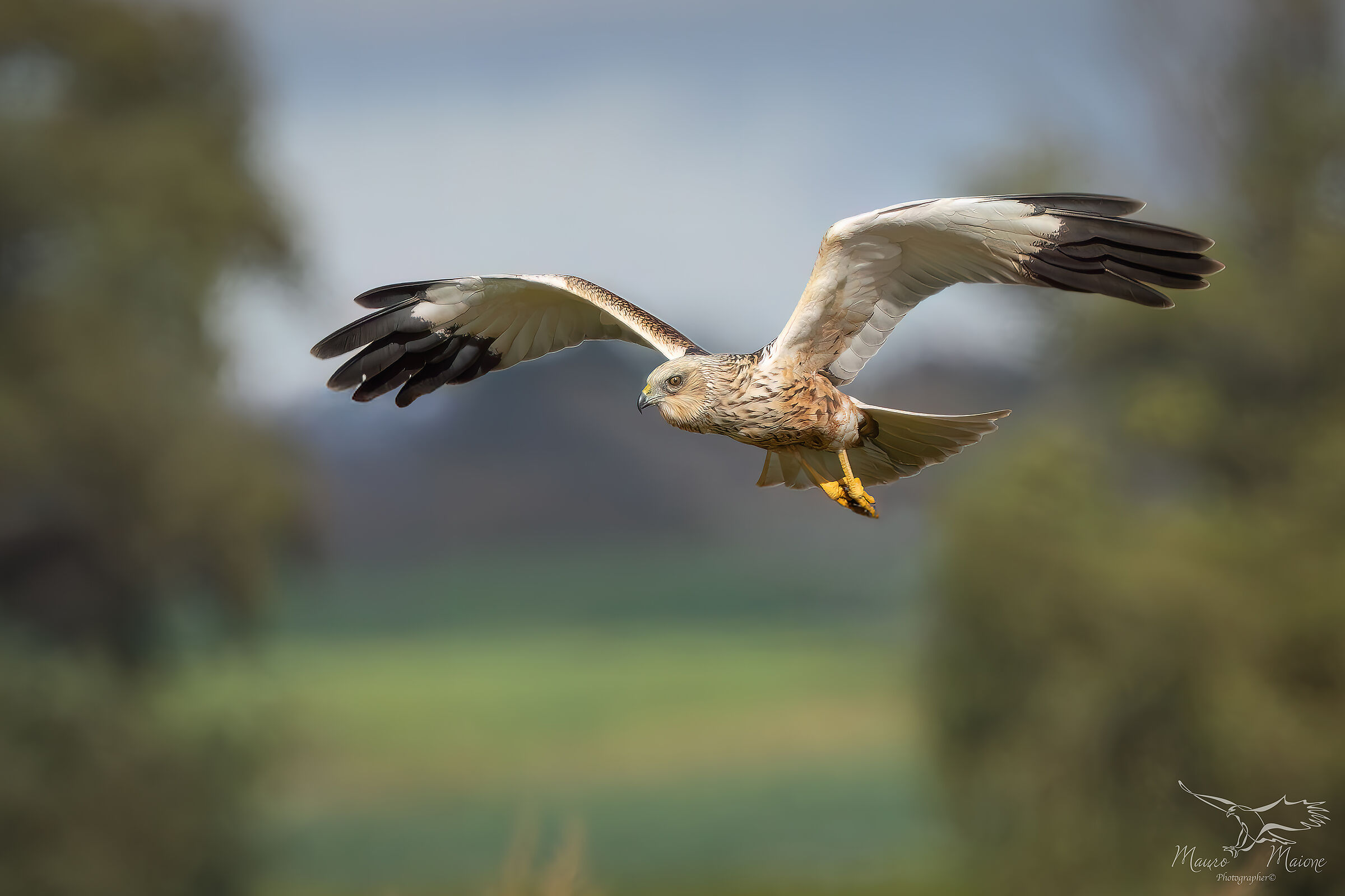 uno splendido rapace
