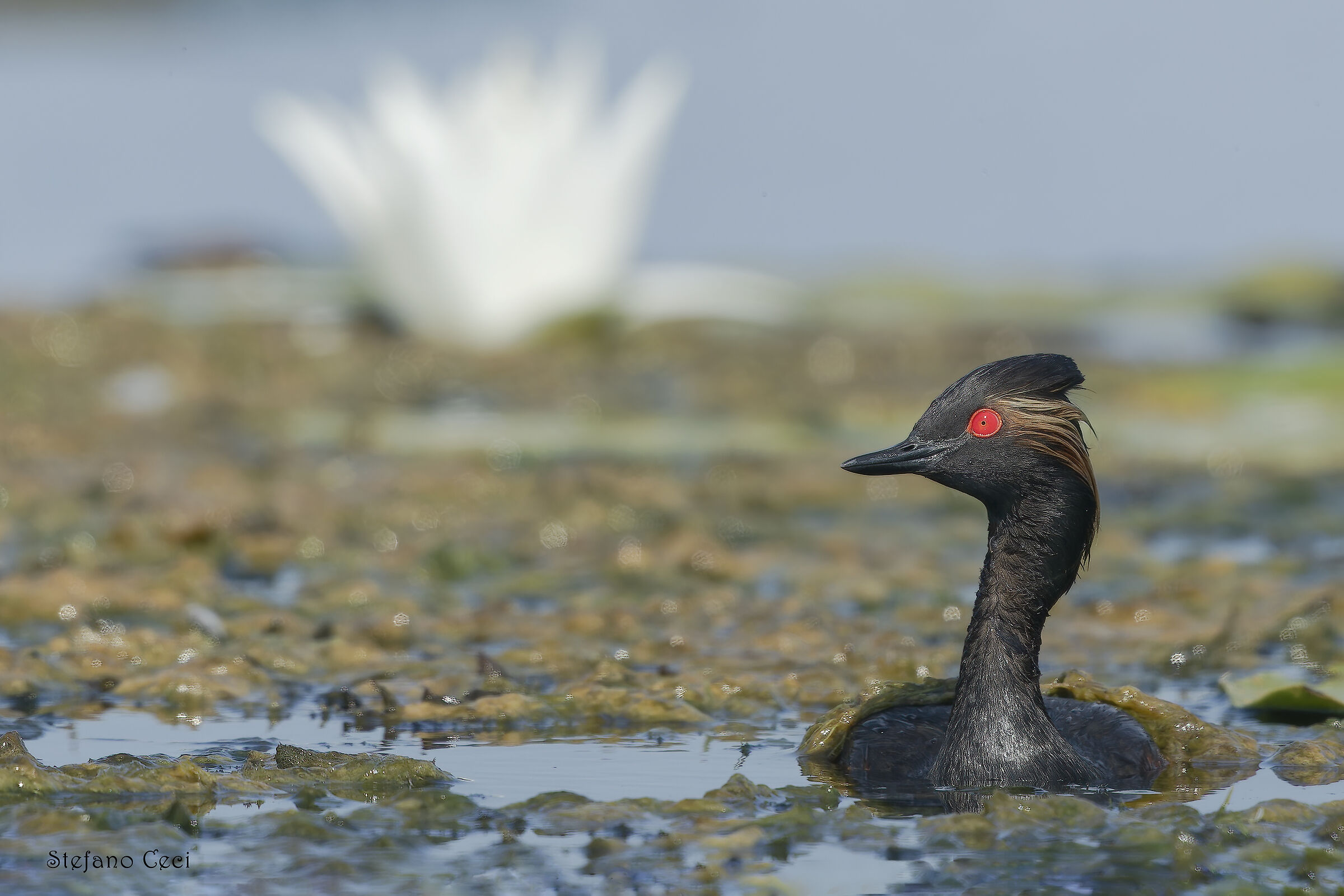 Black-necked grebe