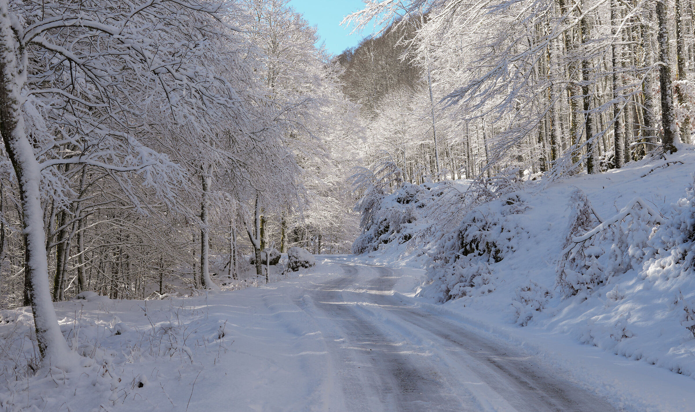 Road in the white forest