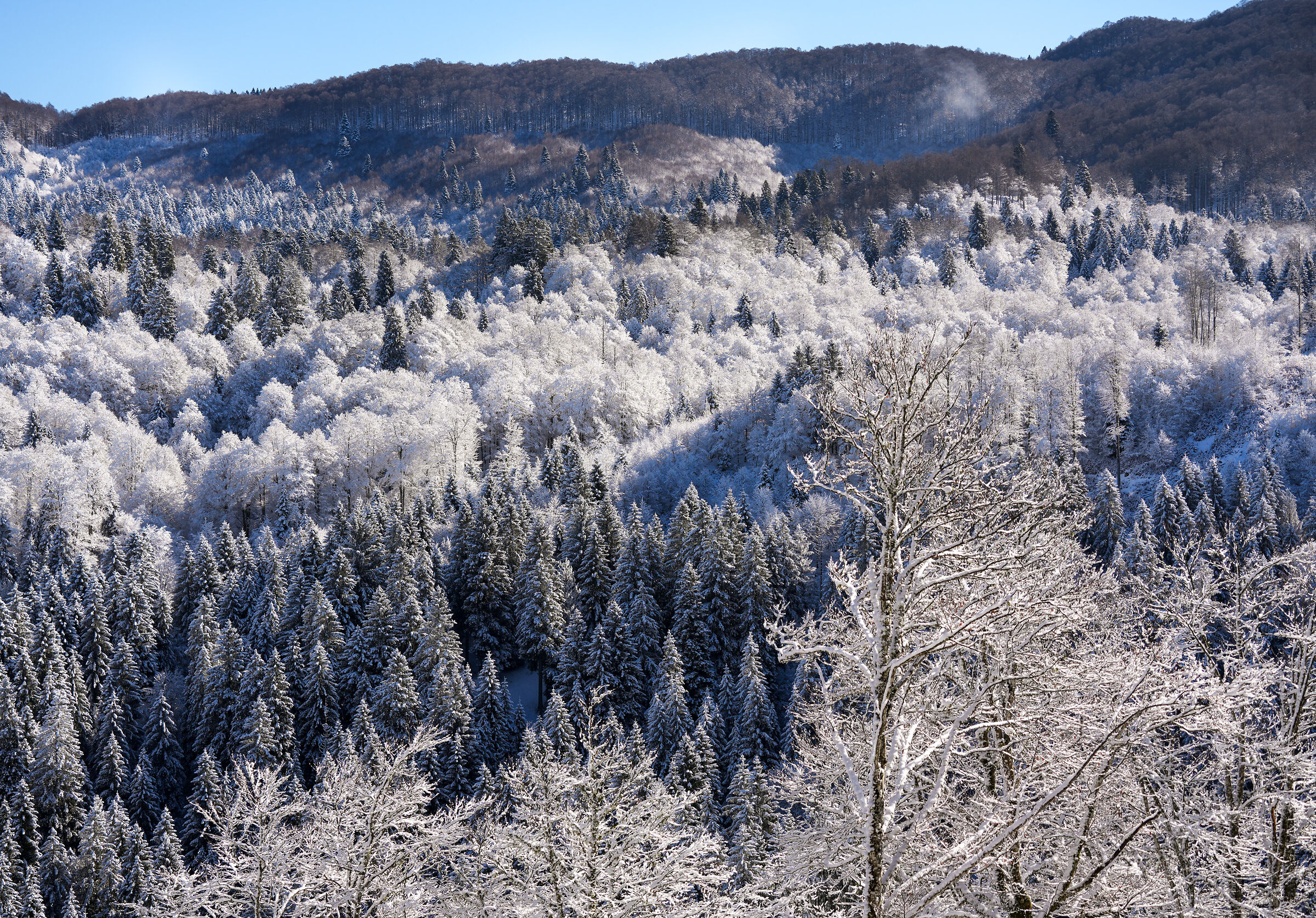 whitewashed trees