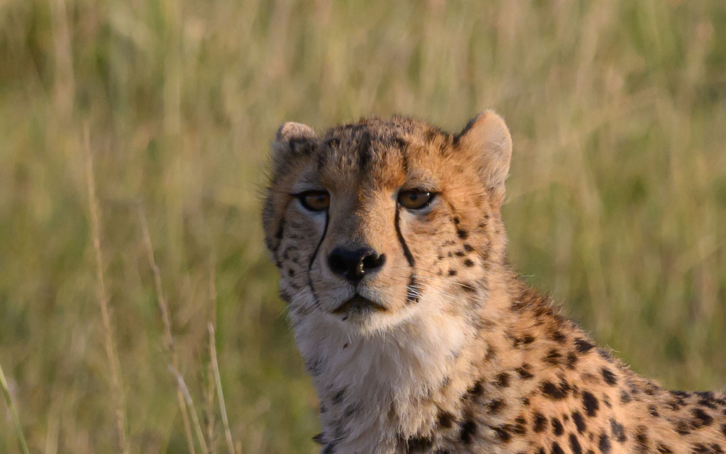 The elegance of the savannah