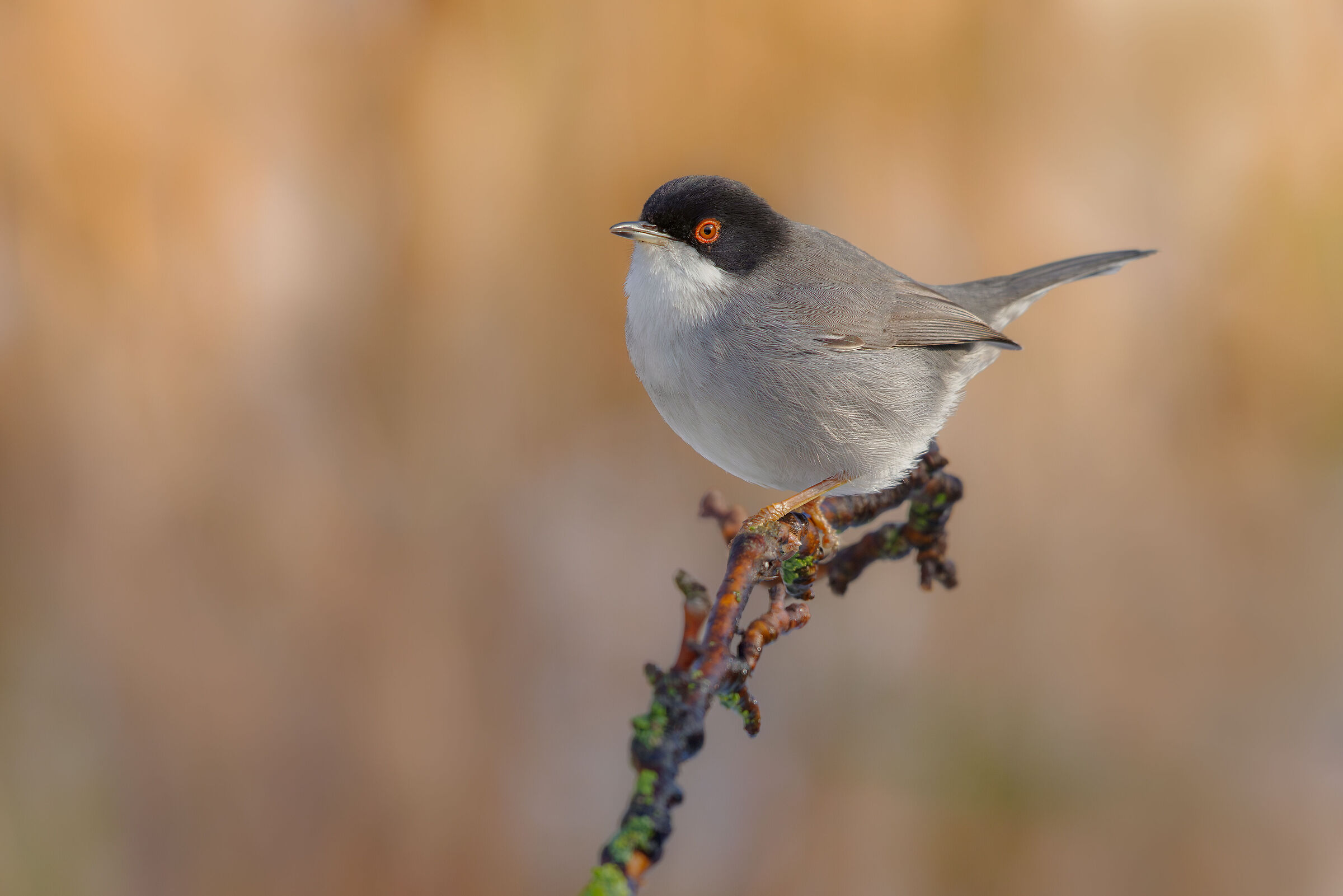 Sardinian warbler
