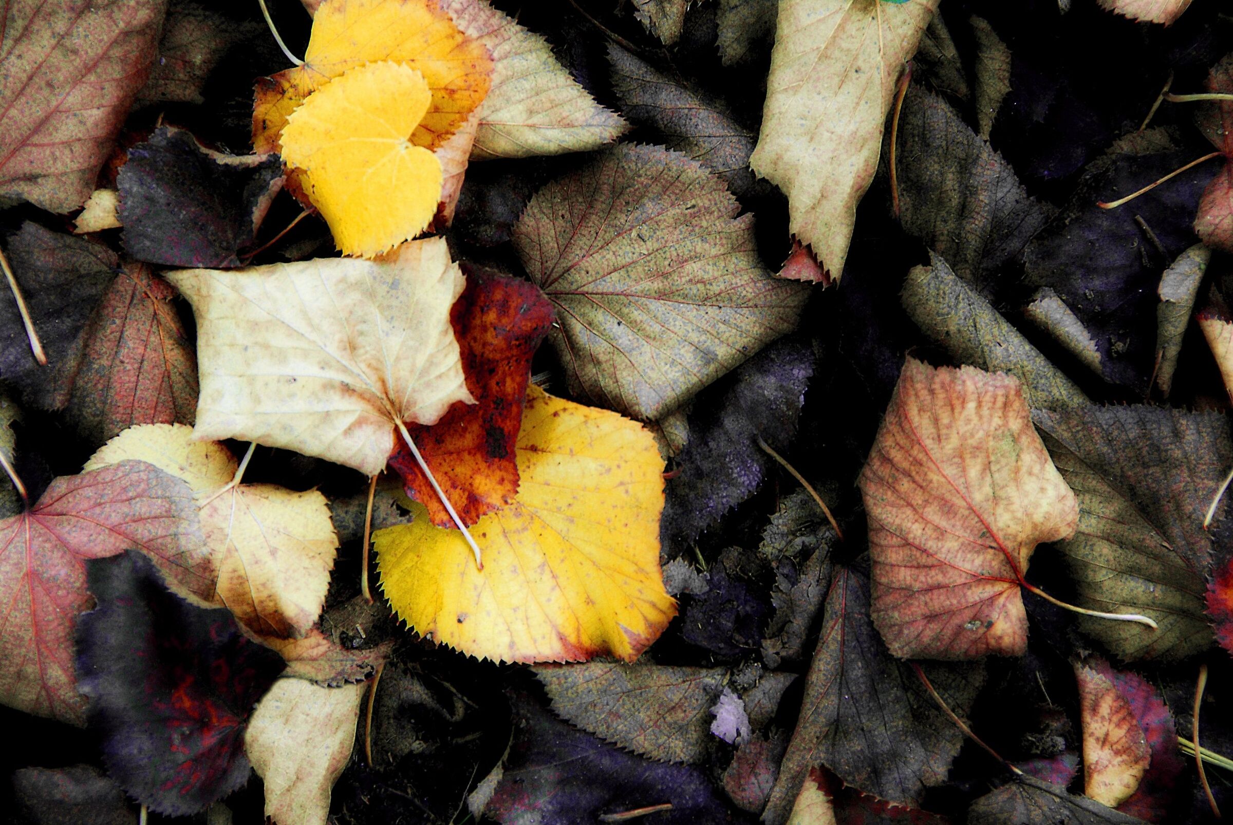 Winter foliage