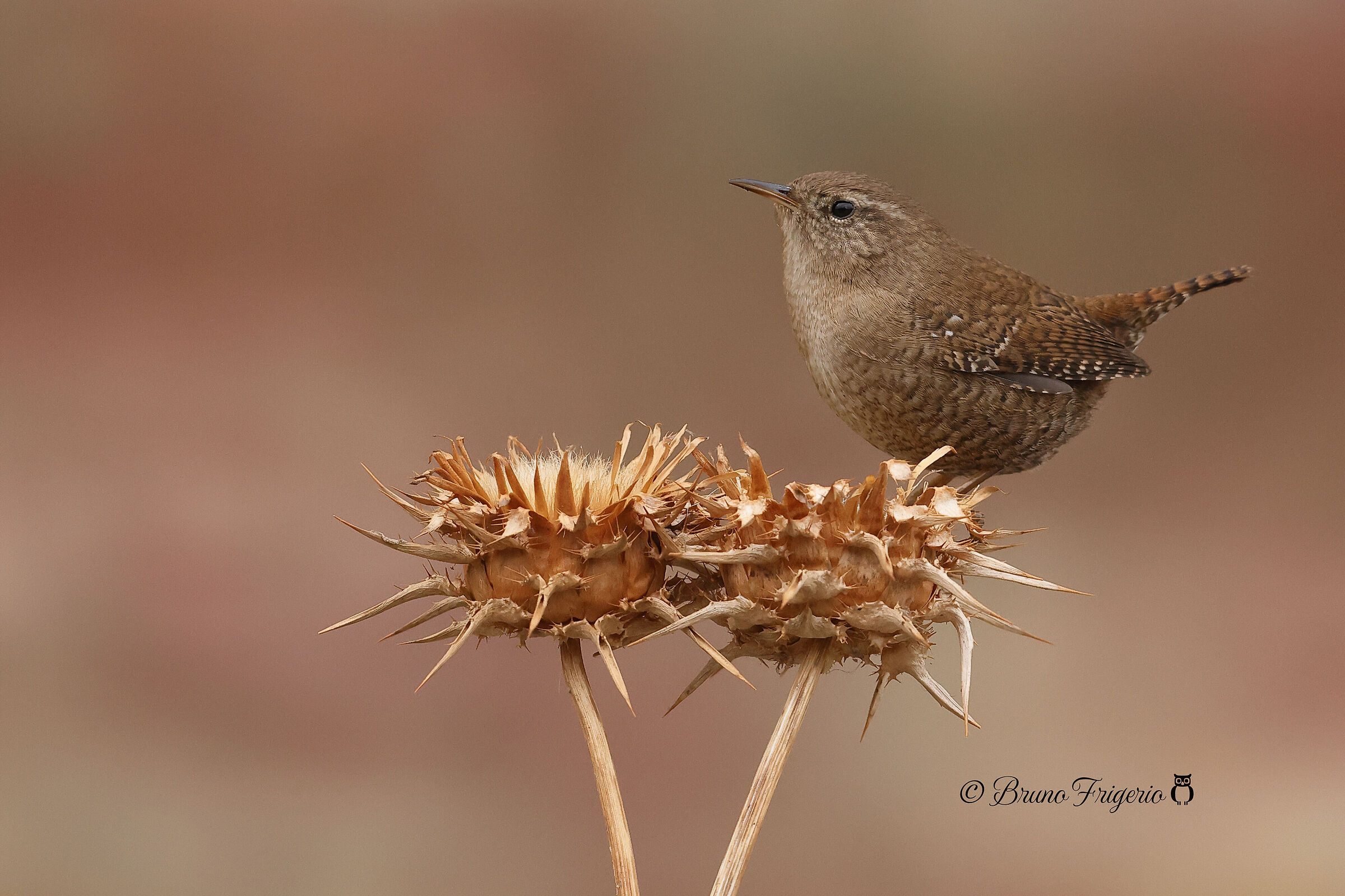 wren