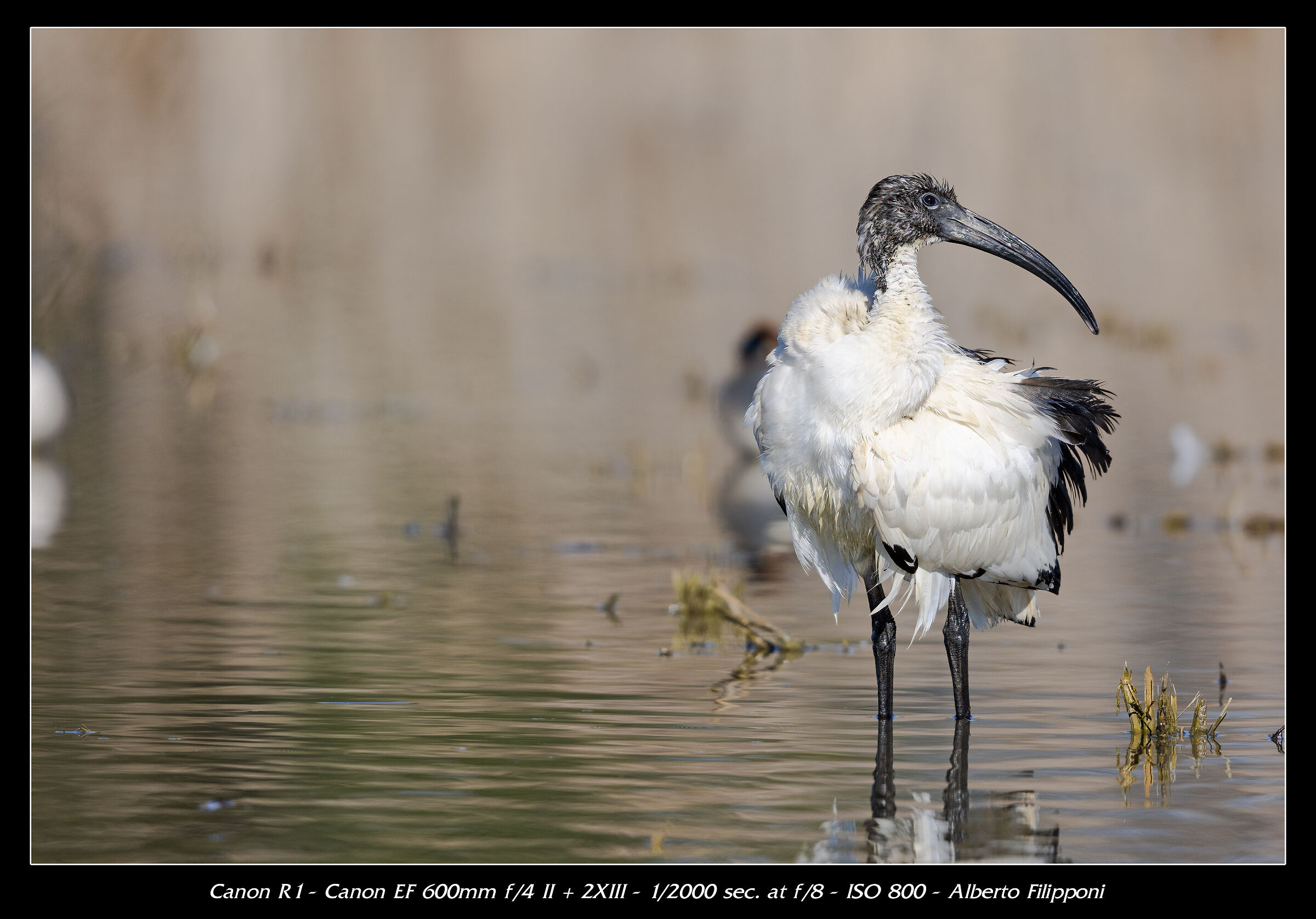 Sacred Ibis
