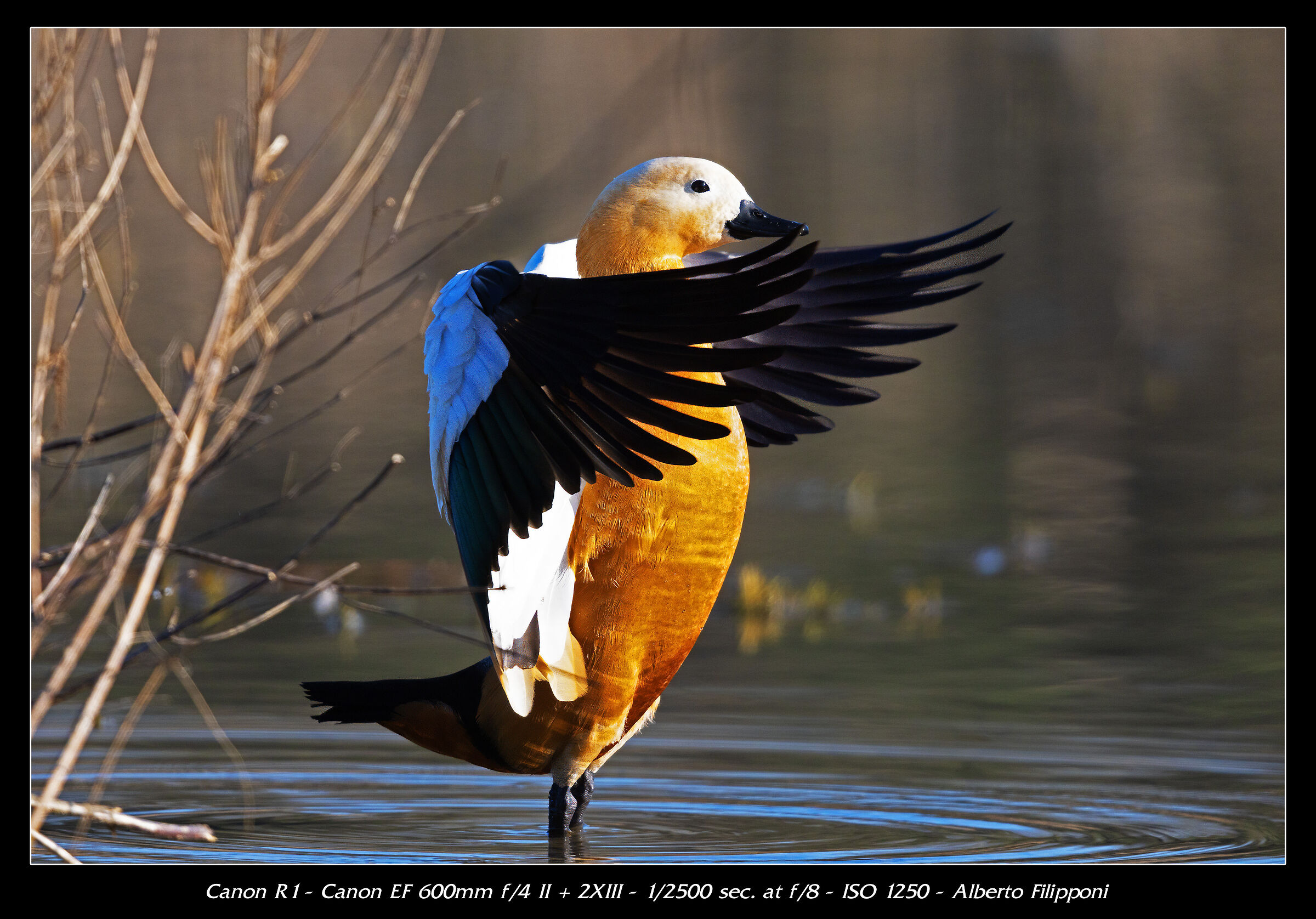 Ruddy shelduck
