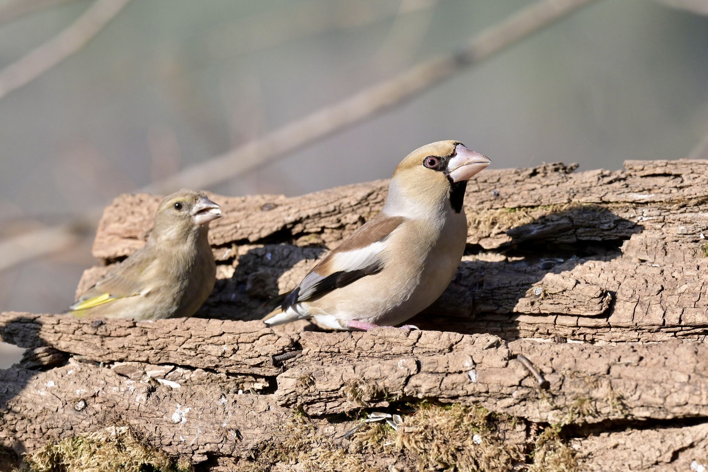 Hawfinch and Greenfinch