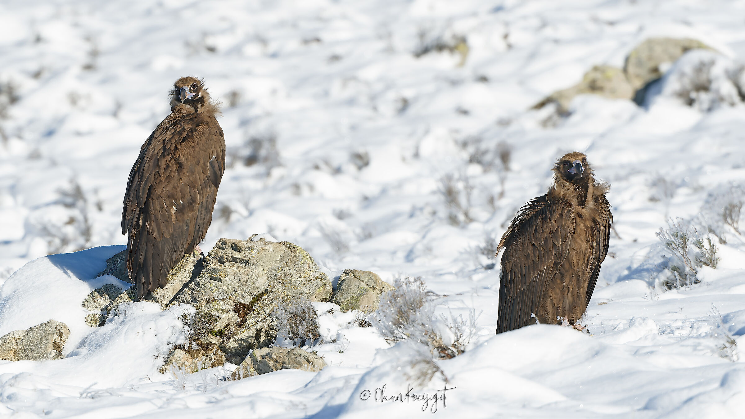 Face to Face (Cinereous Vulture)