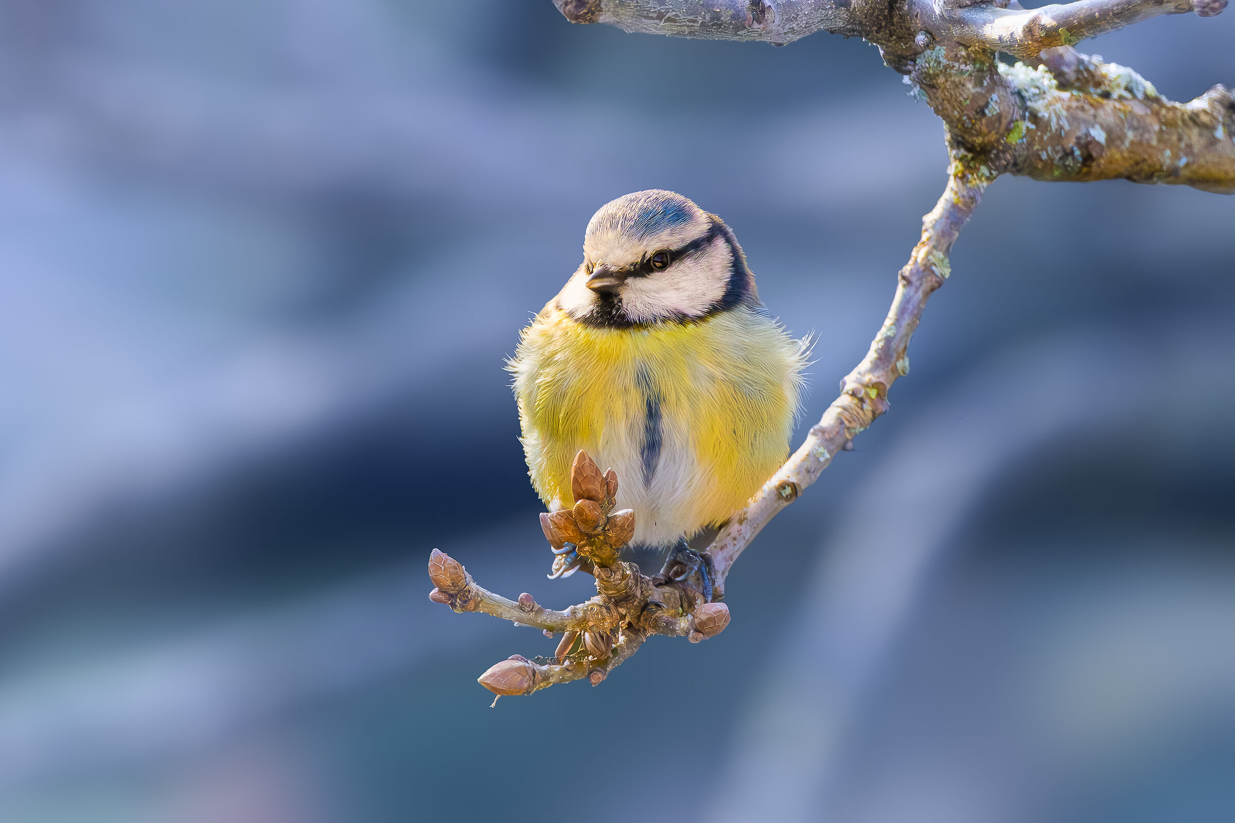 Blue (Parus Caeruleus)