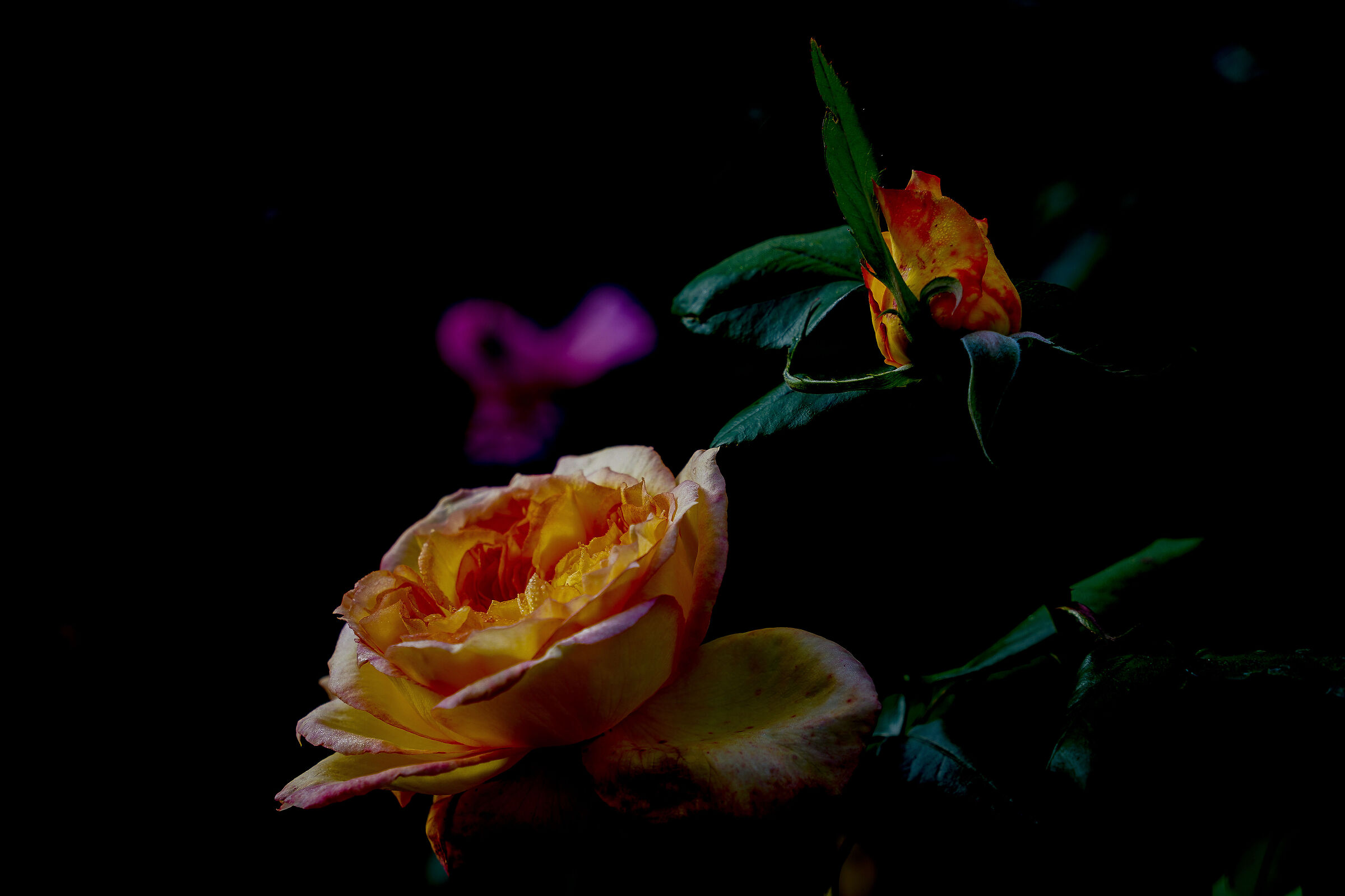 October Roses