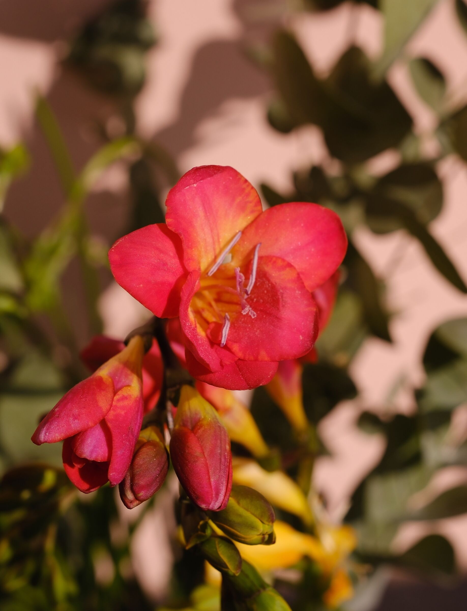 Freesia, my favorite flower.