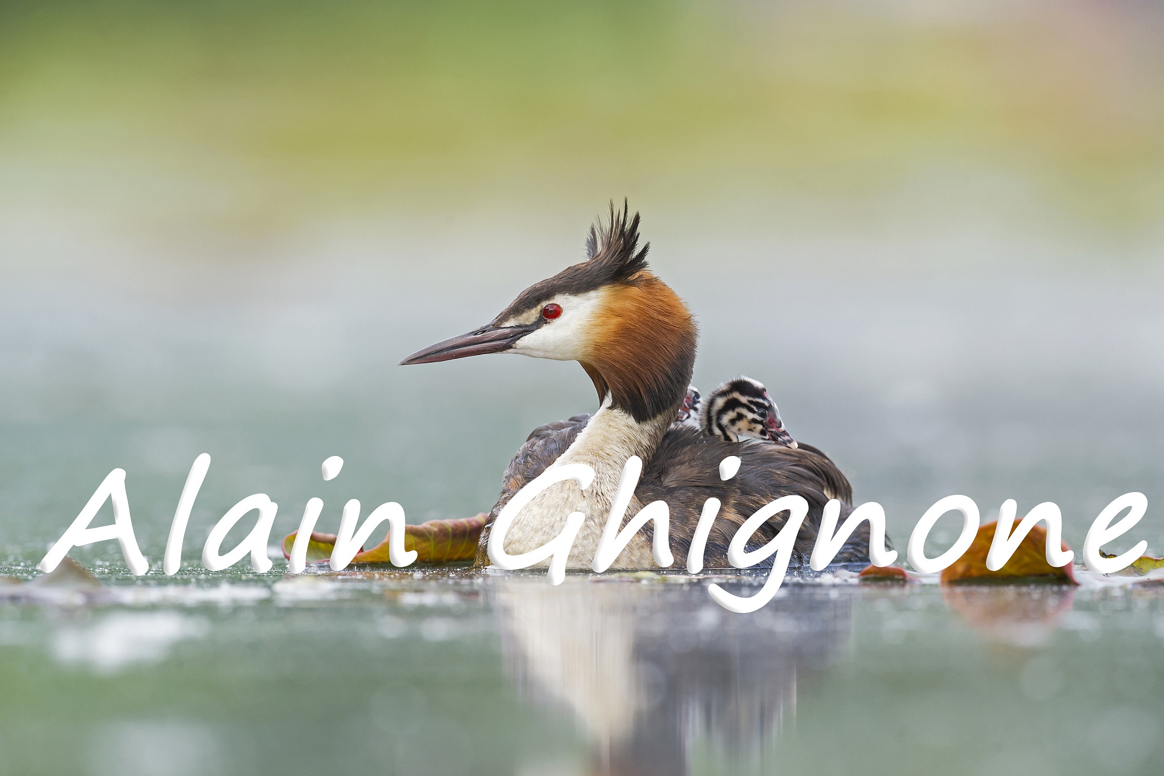 Mom crested grebe in the fairy-tale atmosphere
